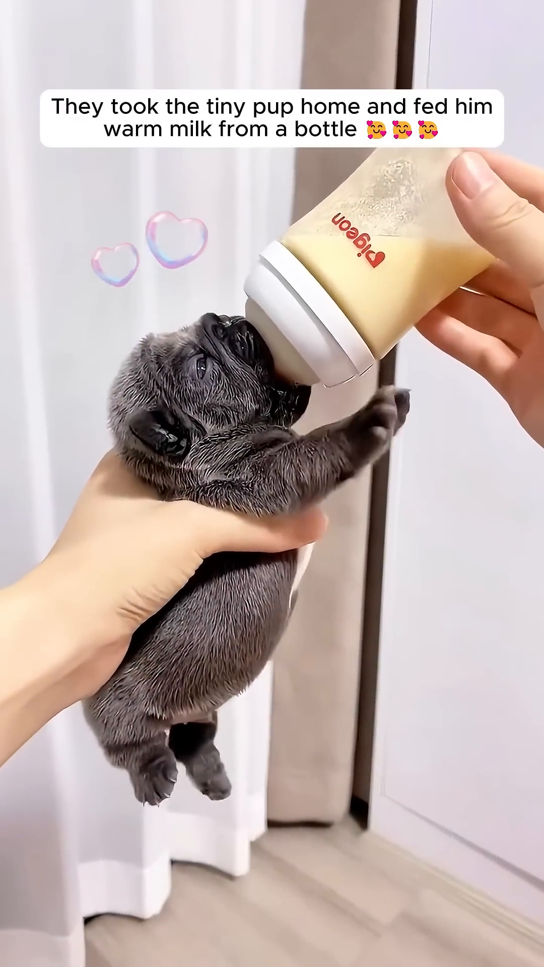 A person is feeding a newborn puppy warm milk from a bottle.