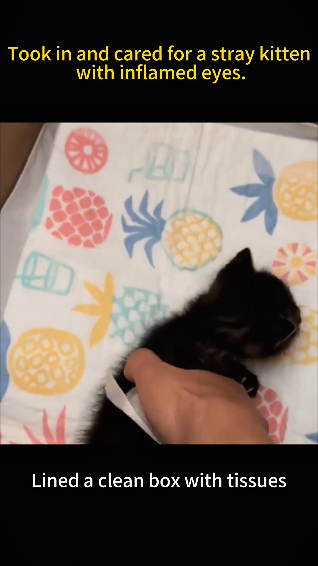 A kitten is being placed into a cardboard box lined with colorful tissues featuring pineapple prints.