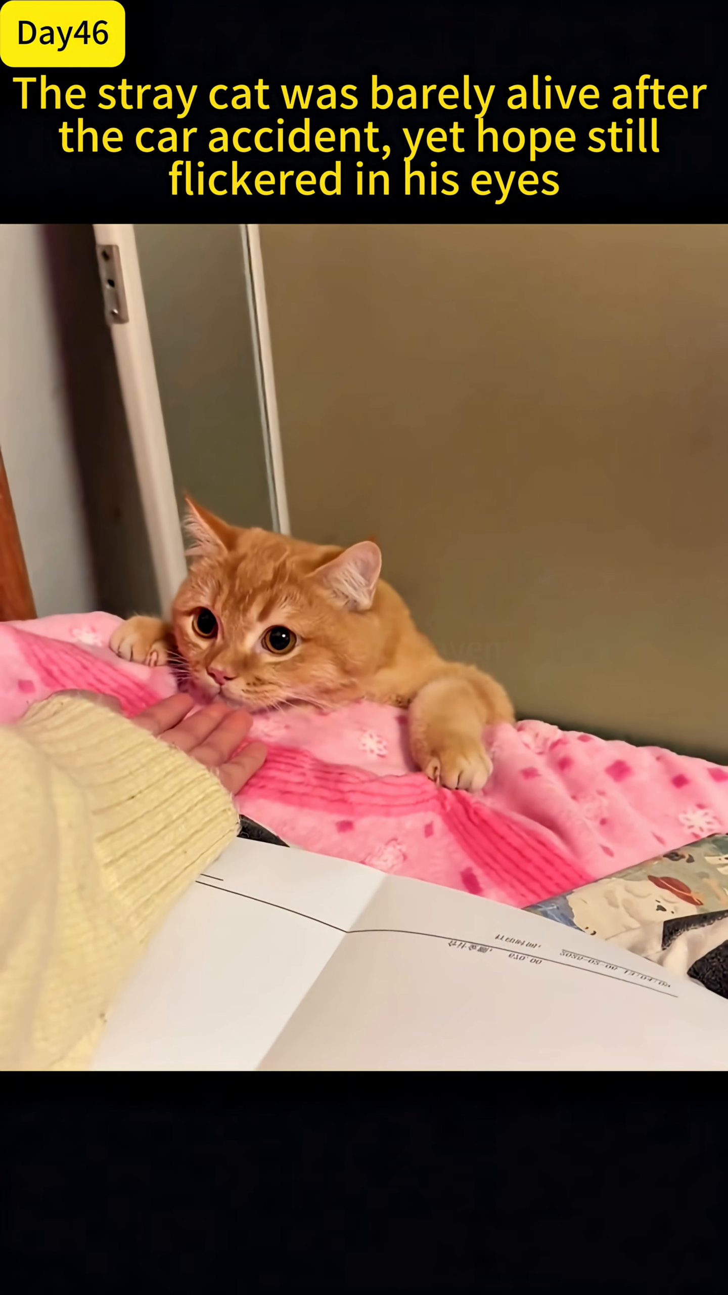The ginger cat lies on a soft surface, a feeding tube attached, looking frail but cared for.