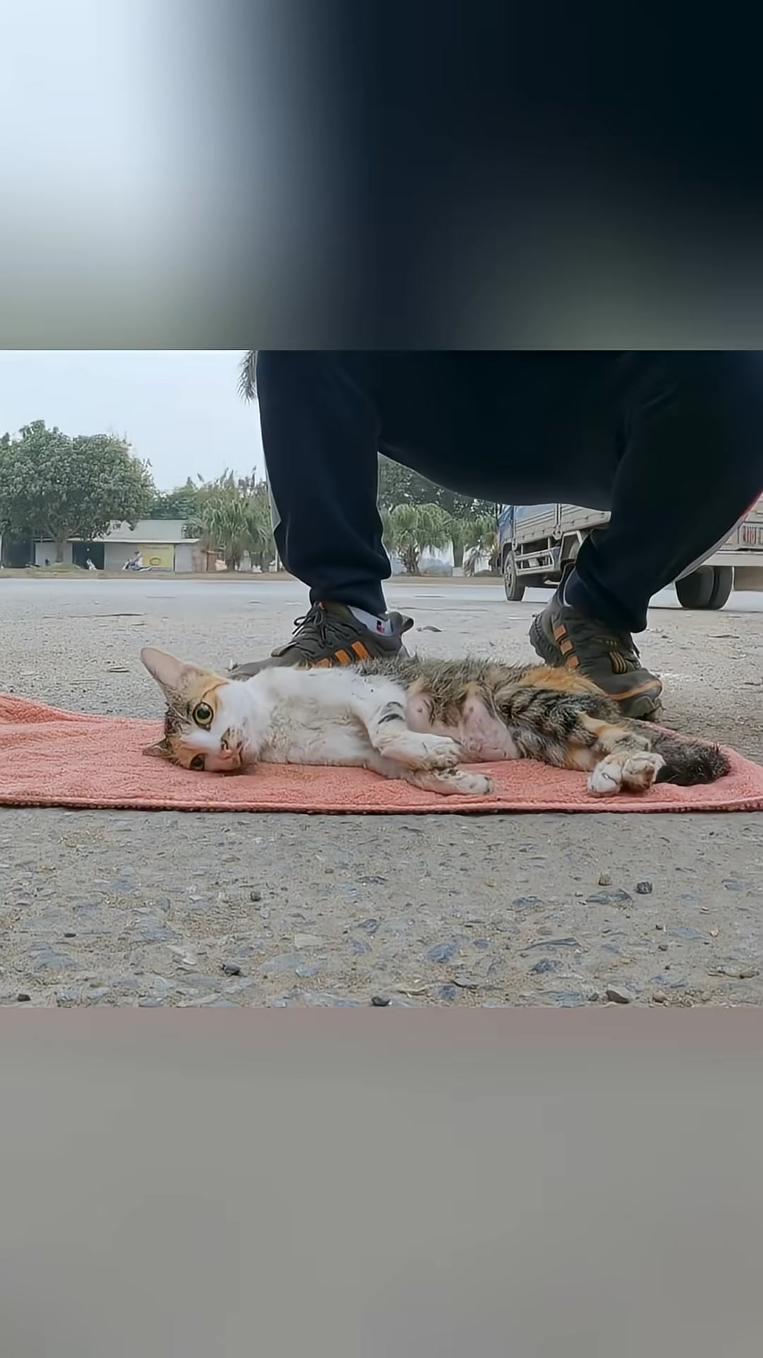 The rescuer gently cleans the mother cat's face while she rests on a soft blanket.