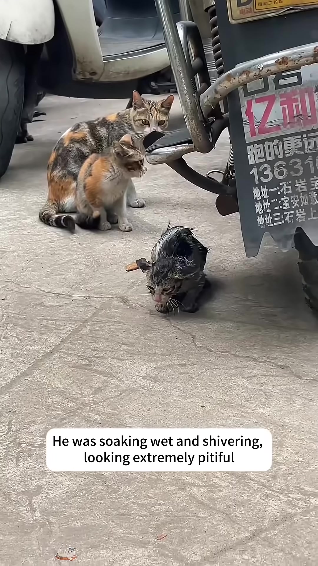 The soaking wet kitten shivering on the pavement, looking utterly pitiful, with two other cats watching nearby.