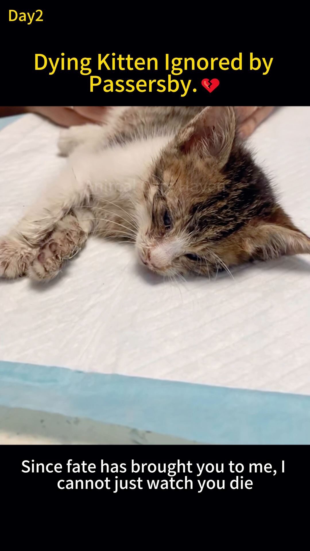 A very weak kitten lies on a medical sheet, with a hand gently touching it, conveying a sense of fragility and care.