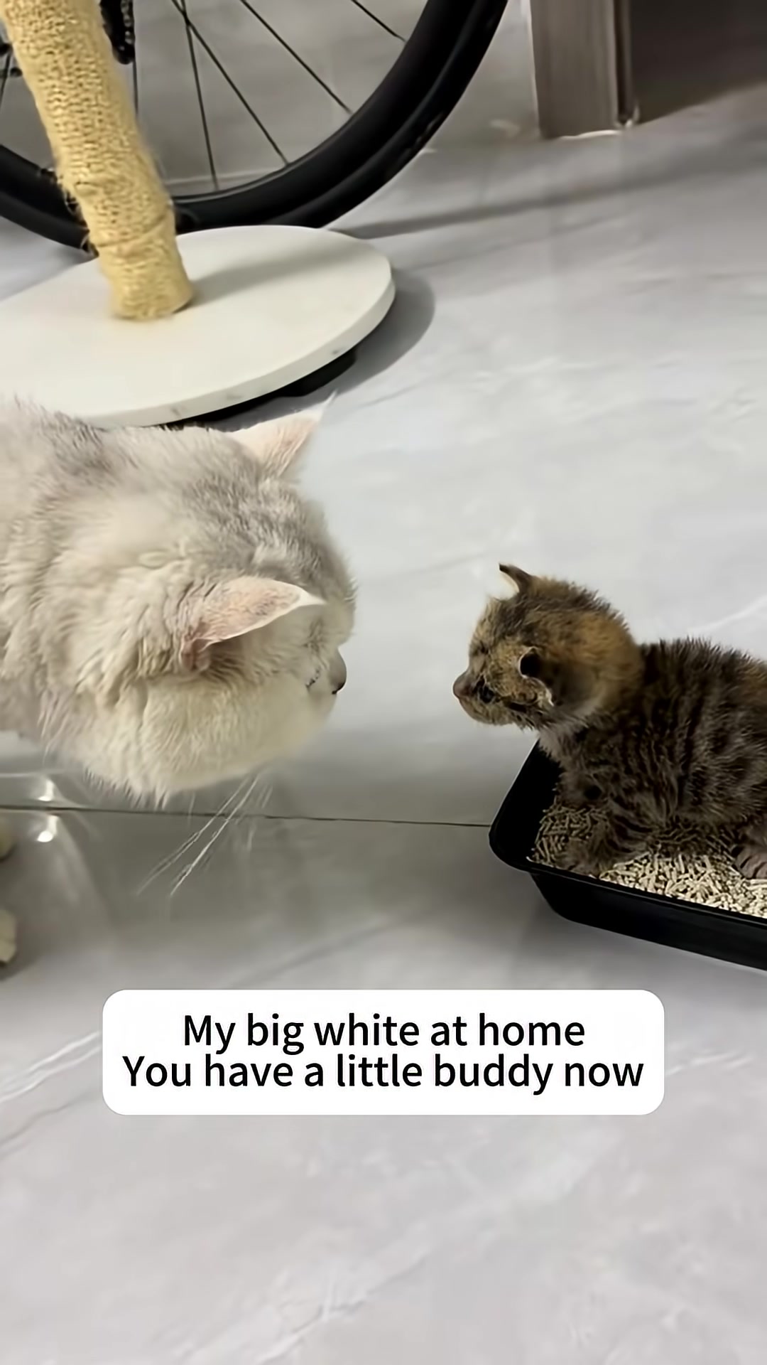 A large white cat gently sniffs the tiny rescued kitten in a litter box.