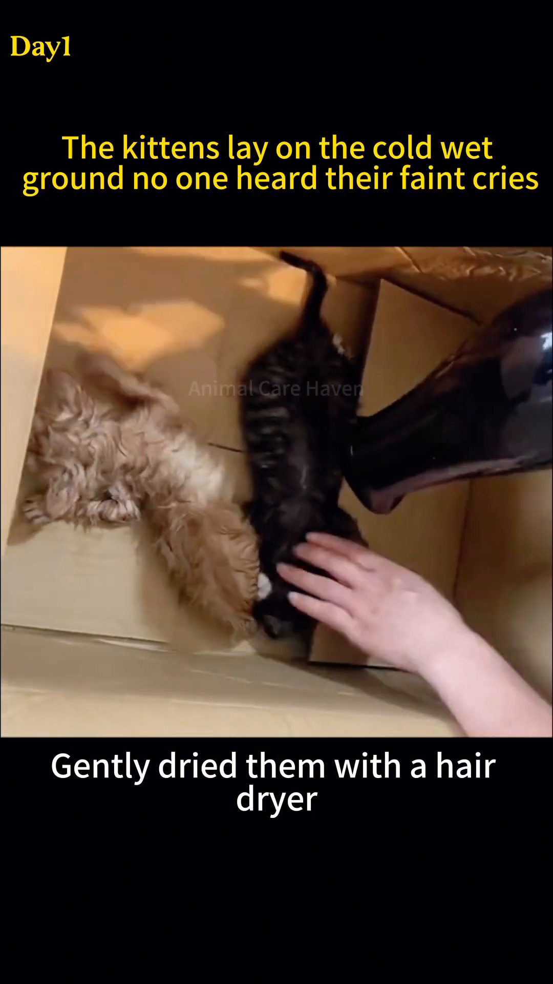 A kitten being bathed in a metal basin with warm water.
