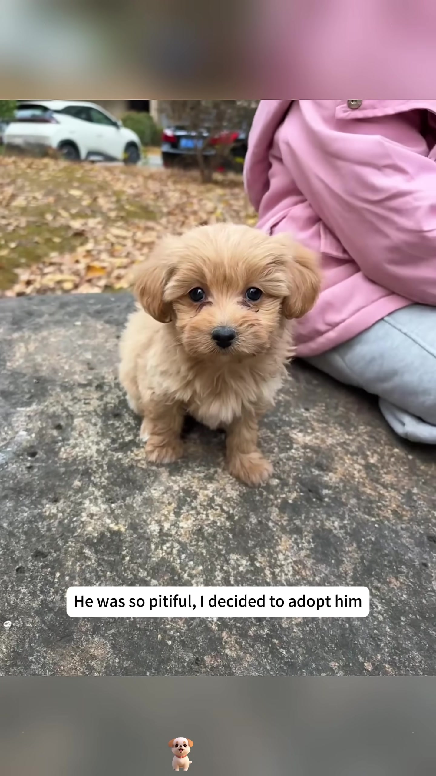 A person's hand gently reaches out towards the small, abandoned puppy.
