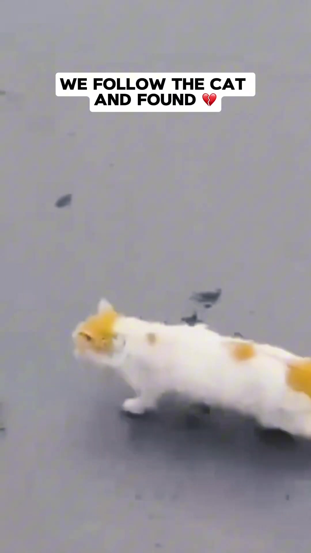 The cat leads the way, with people following closely behind, their faces showing concern.