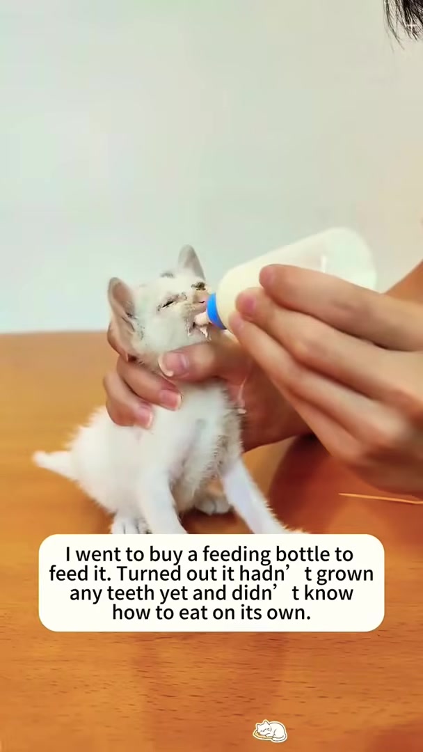 A veterinarian is seen applying eye drops to a kitten.