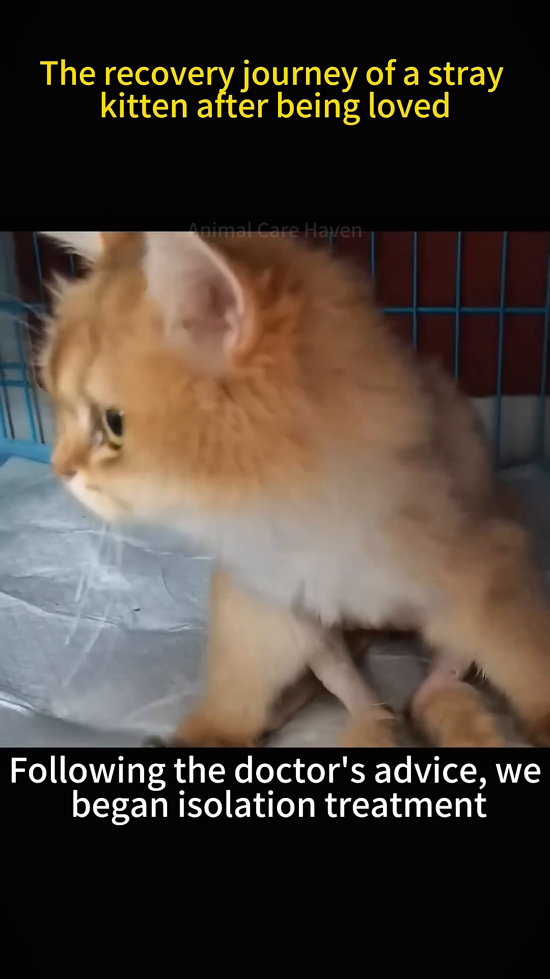 A small, fluffy kitten with a cone collar sits inside a cage, looking a bit wary but safe.