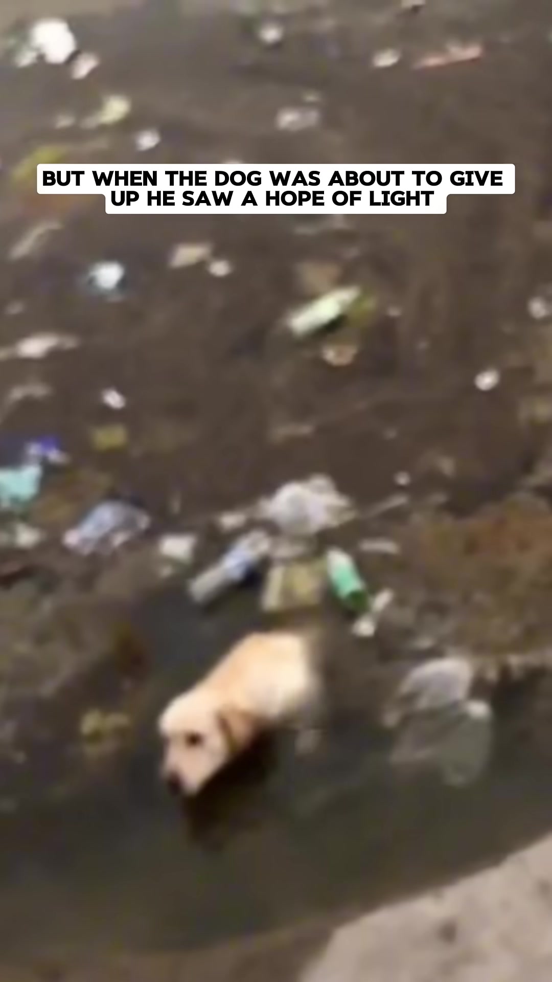 A man's hand reaching down towards the dog in the pit.