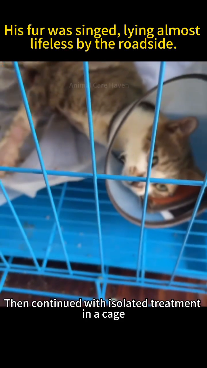 A cat wearing an Elizabethan collar inside a blue cage, looking unwell.