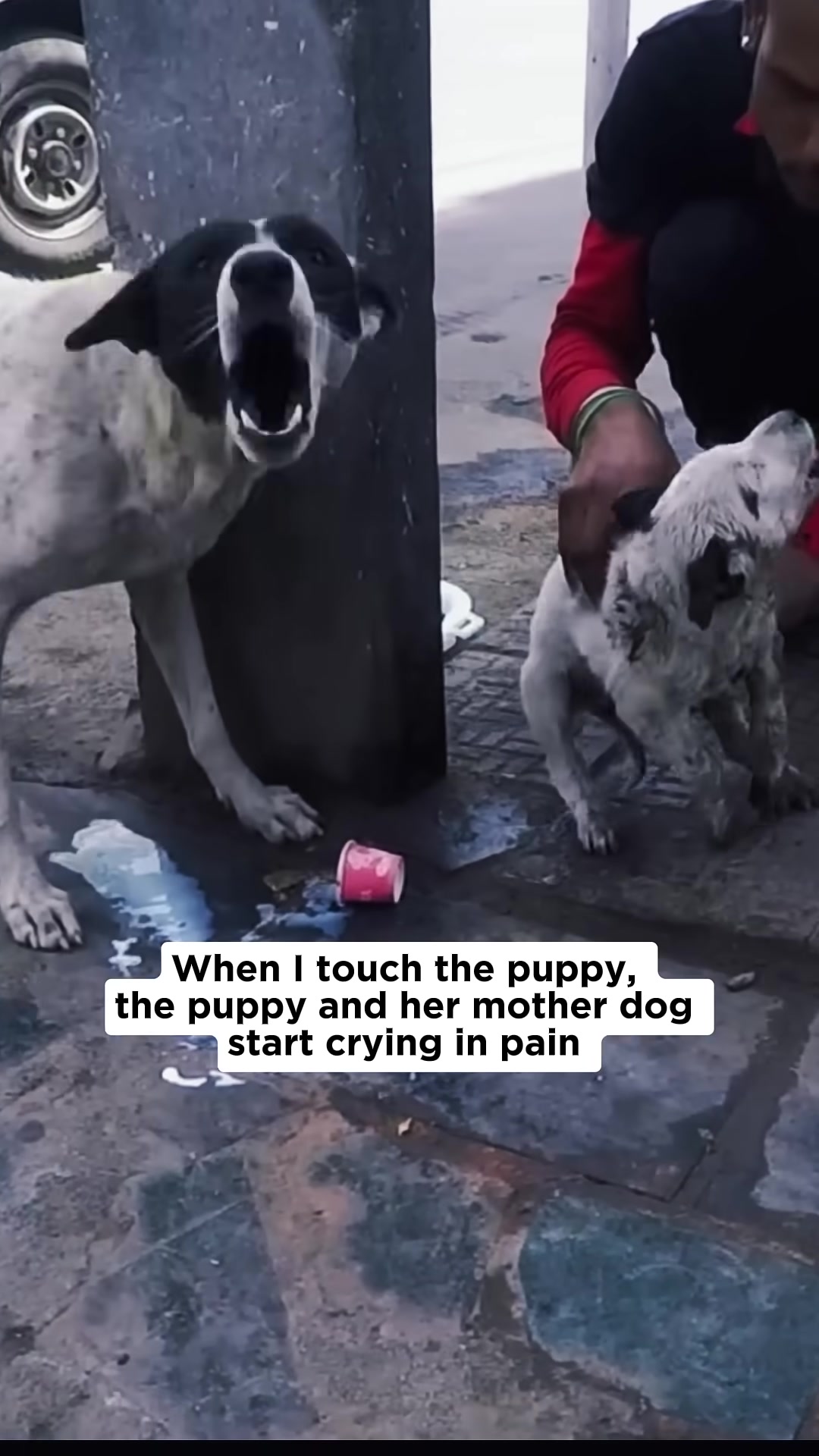 The rescuer carries the injured puppy towards a vehicle.