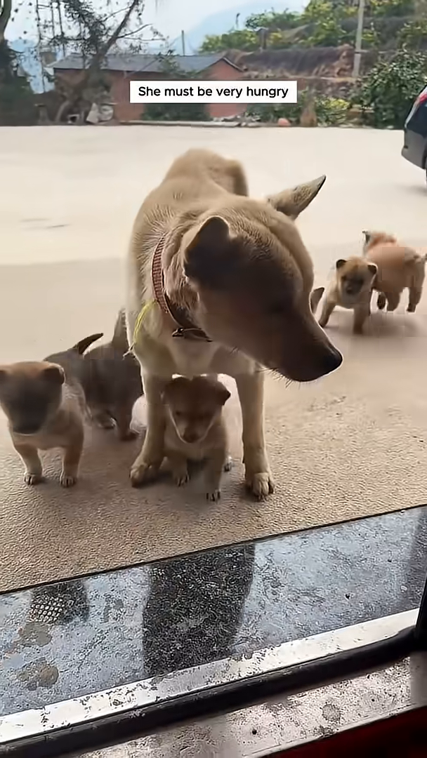 The mother dog eating from a bowl of food, with a puppy nearby.