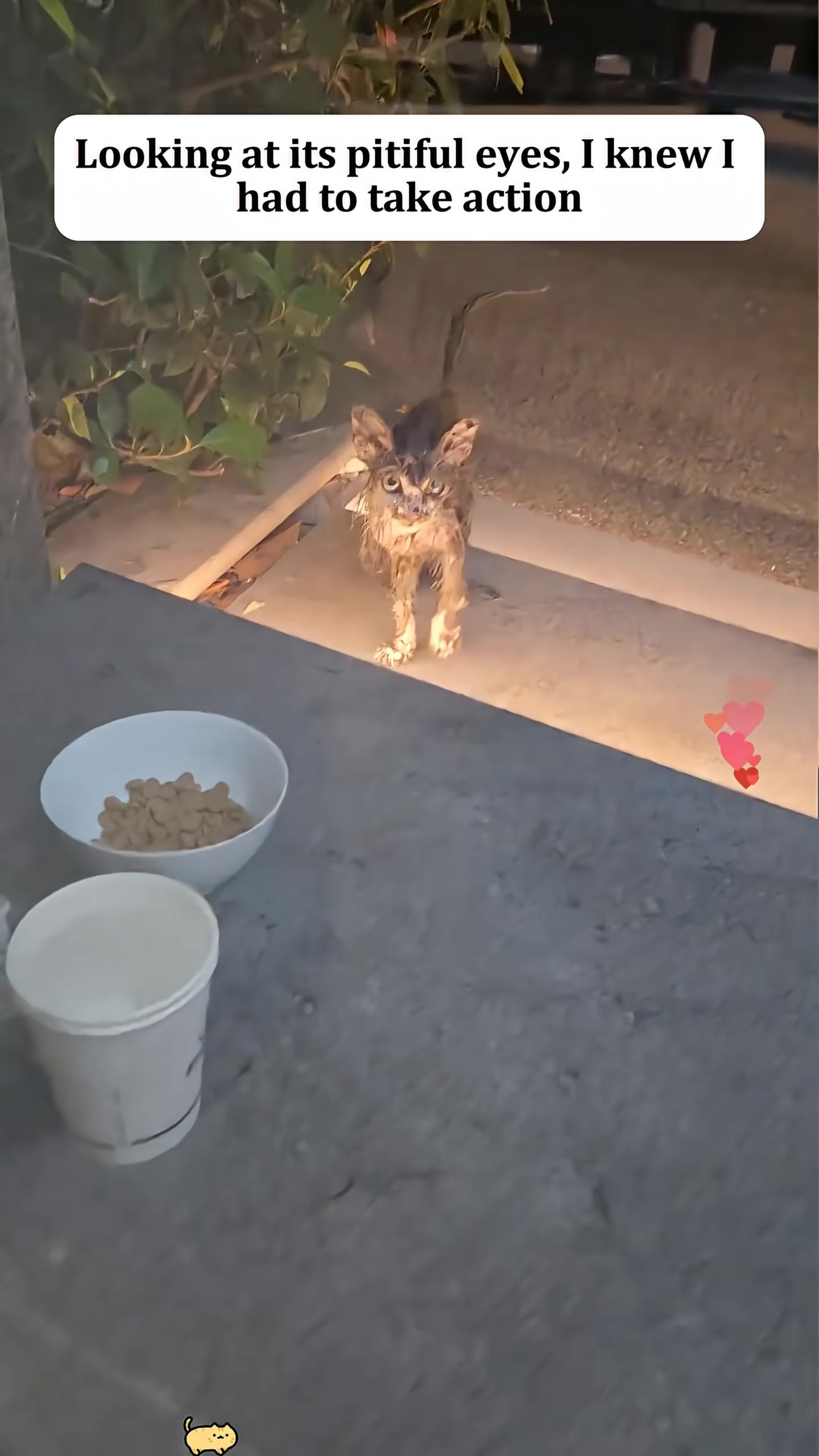 A person's finger is seen gently touching the fur of a fluffy cat, with a very skinny stray cat visible through a glass door in the background.