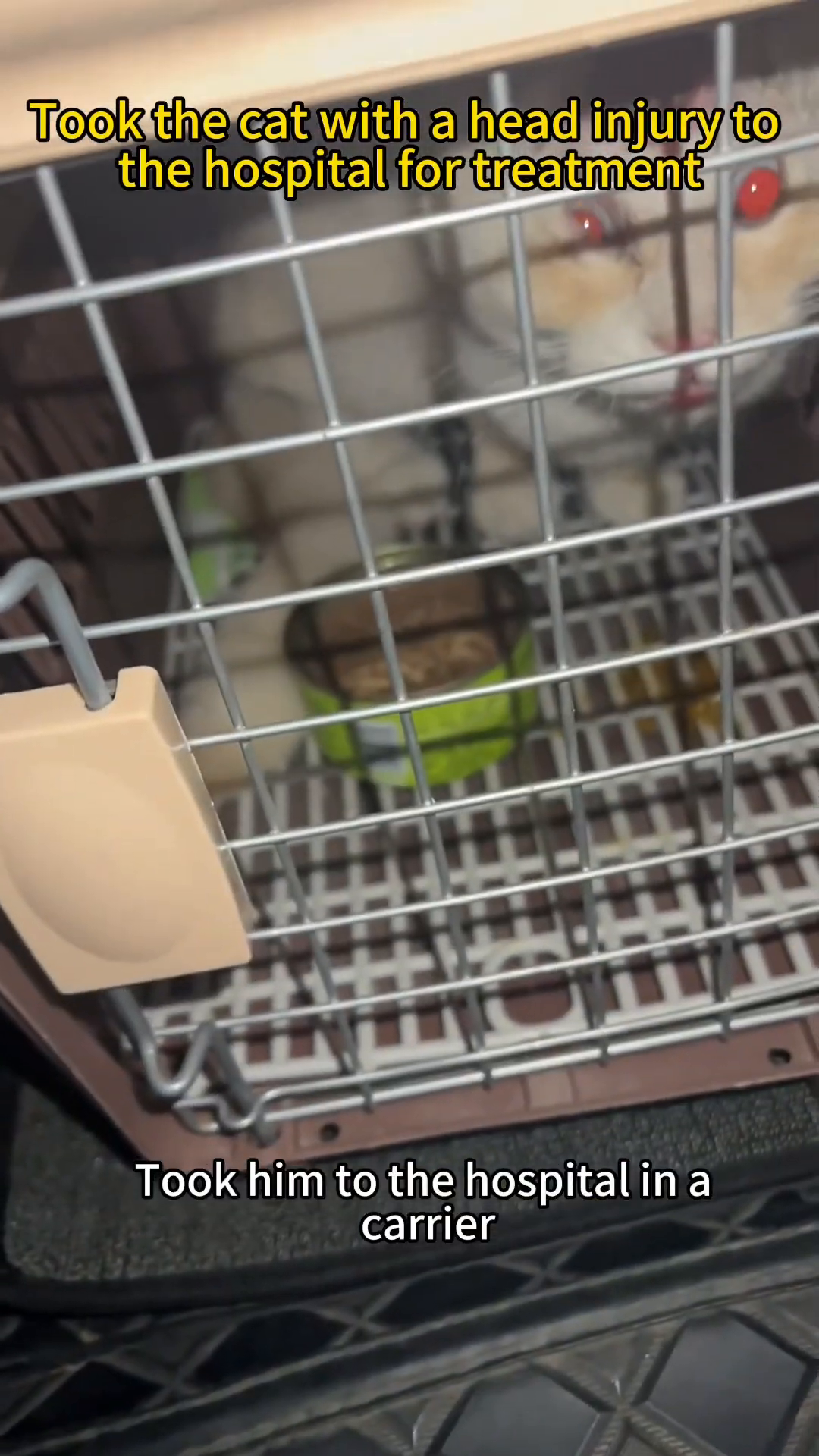 The cat is inside a carrier, ready to be transported to the hospital.