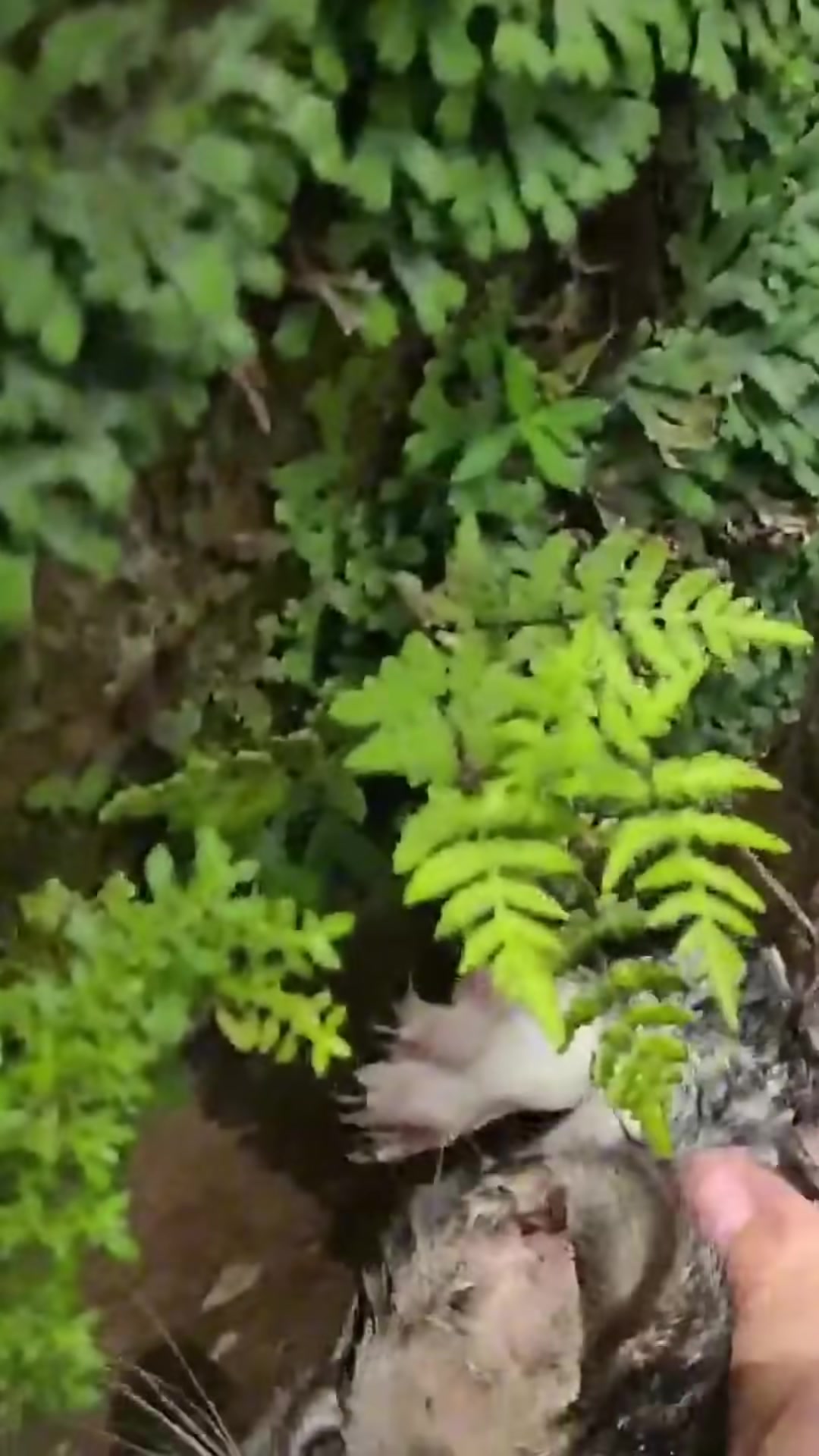 A person's hand gently reaches into the water pit to carefully lift the soaked kitten.