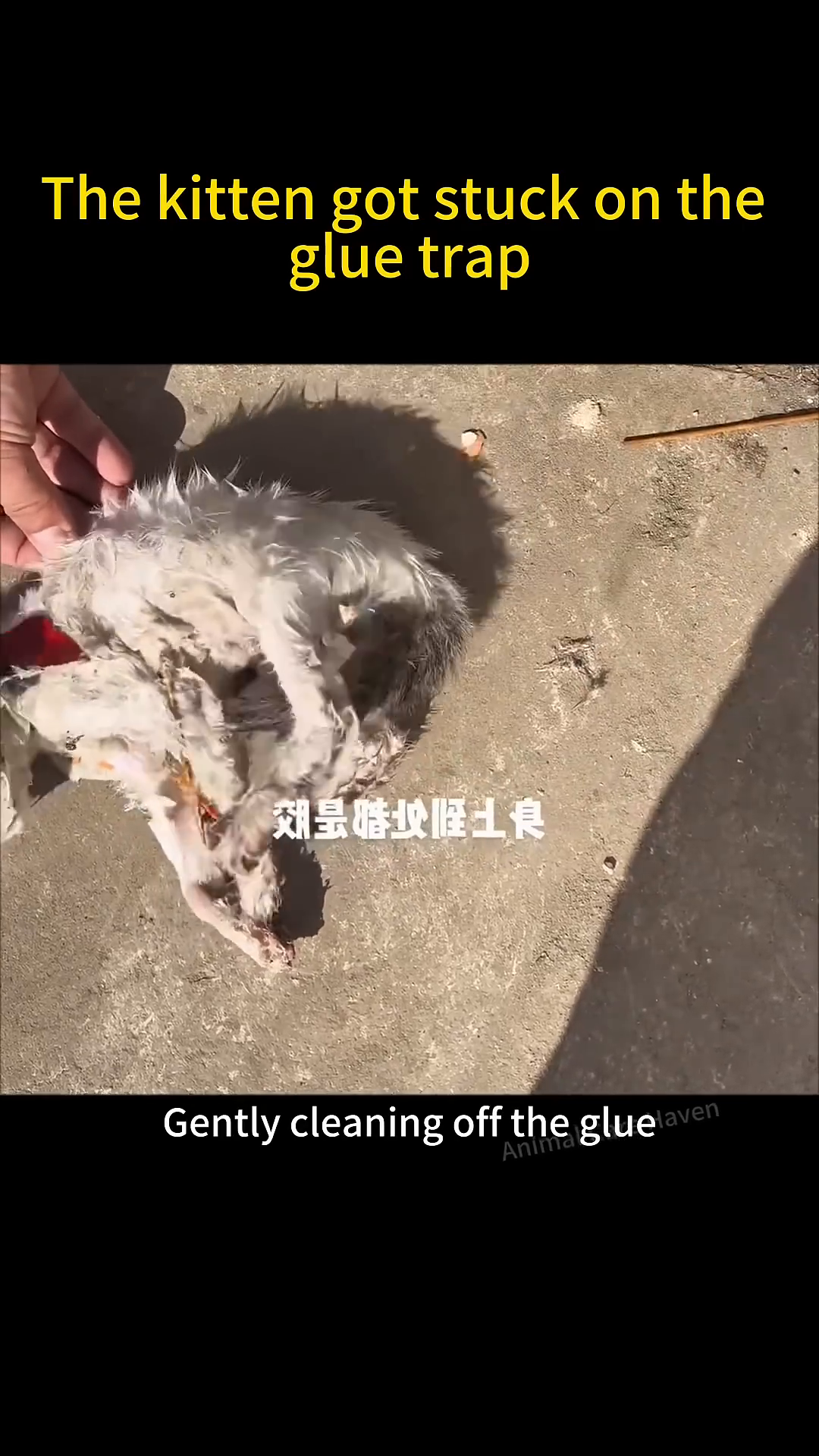 Vegetable oil is being applied to the kitten's fur to help remove glue.