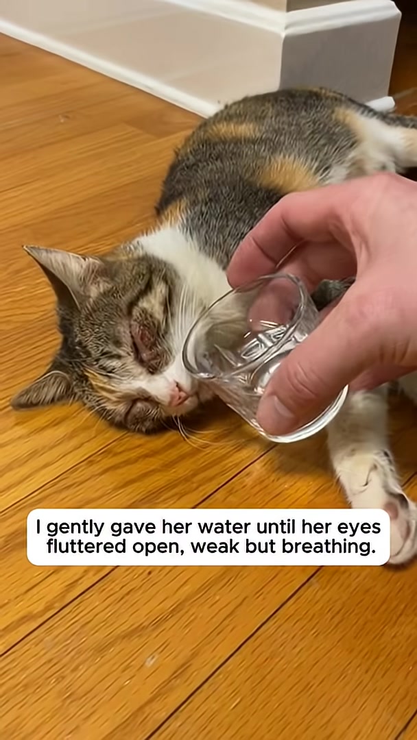 A hand holds a small glass of water to a weak calico cat's mouth as she drinks.