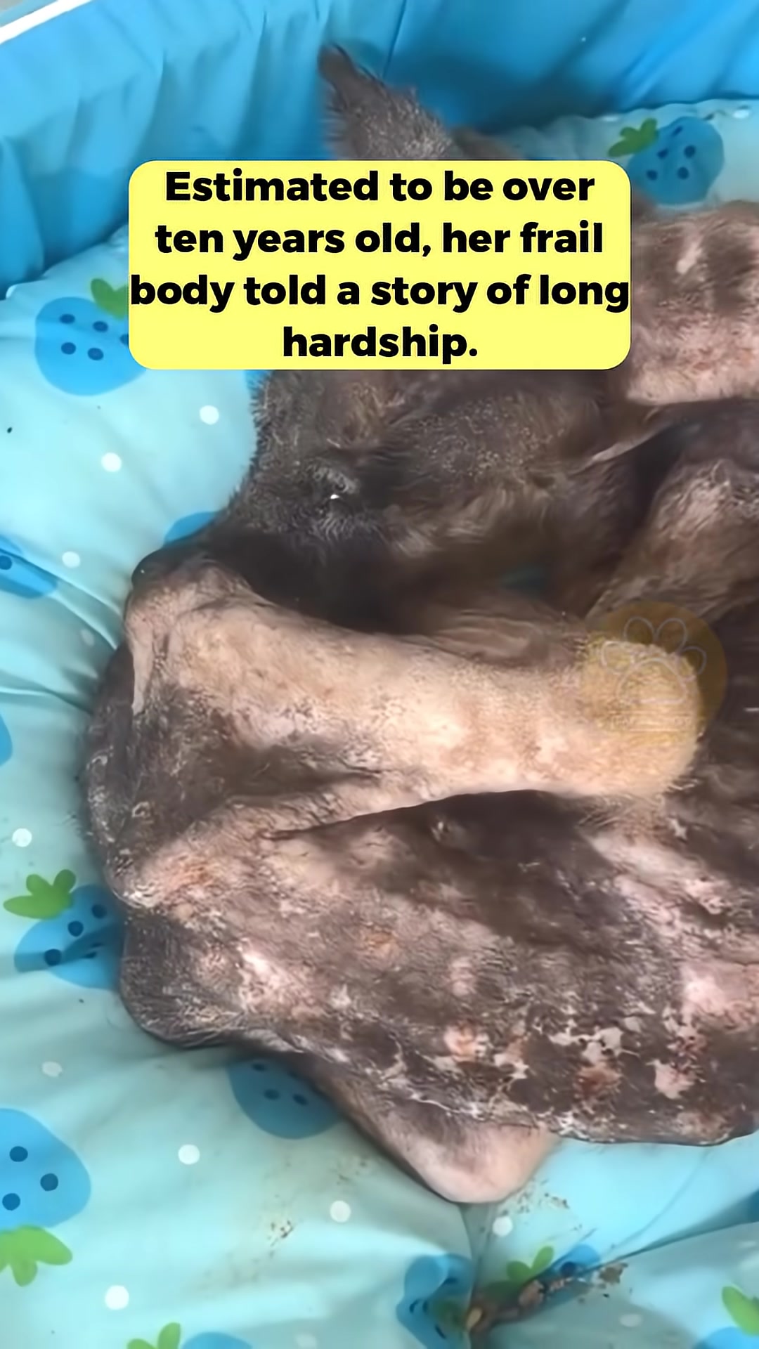 The dog gently eating food from the floor, showing a calm demeanor.