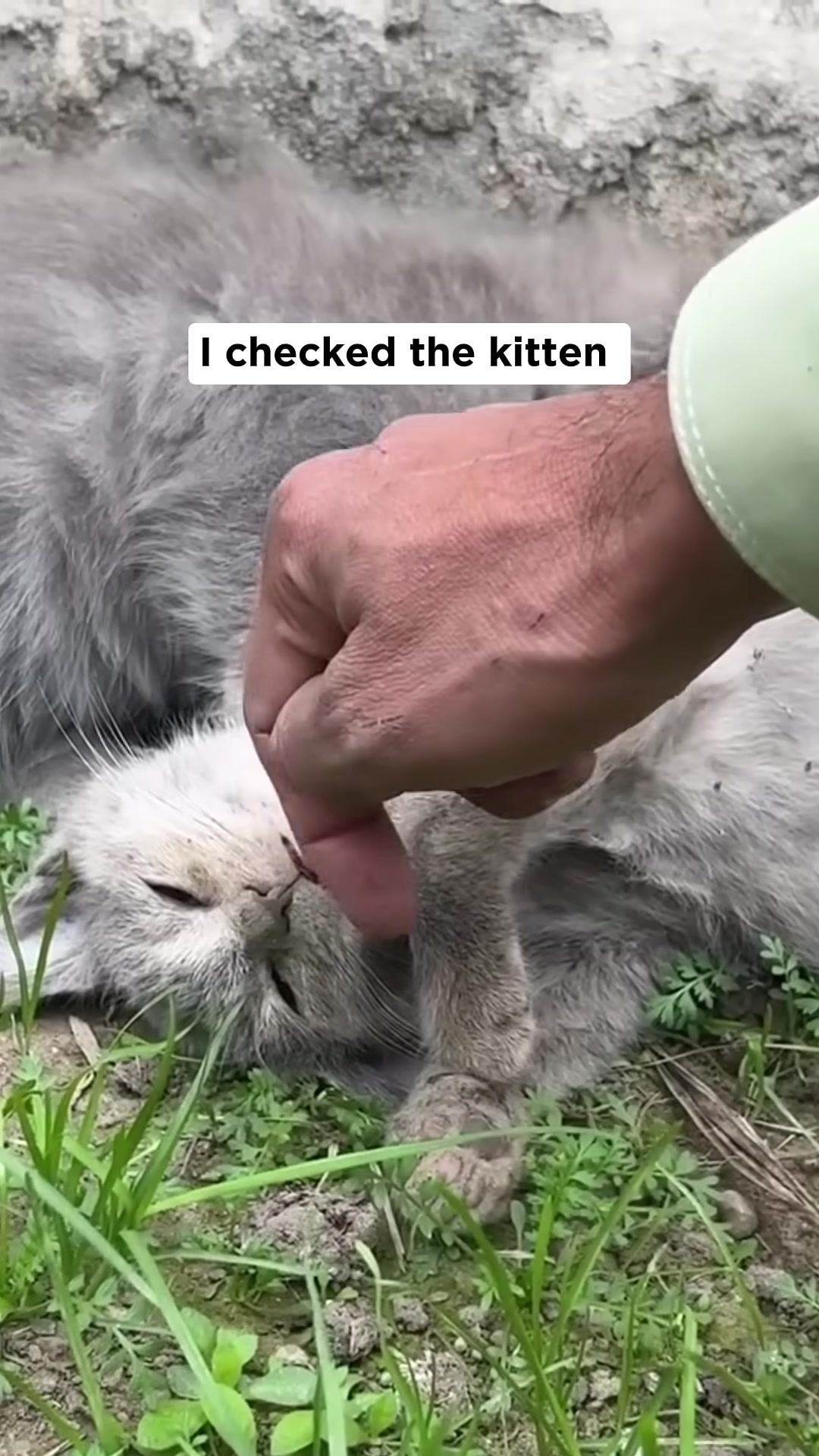 Two small, grey kittens huddled together, one appearing weak.