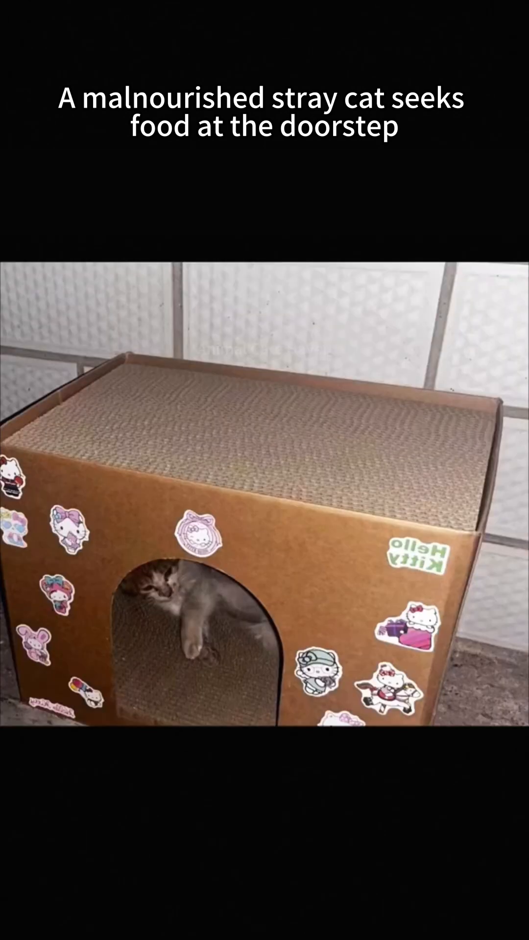 The weak cat is placed inside a cardboard box, with a small toy mouse, looking frail but safe.