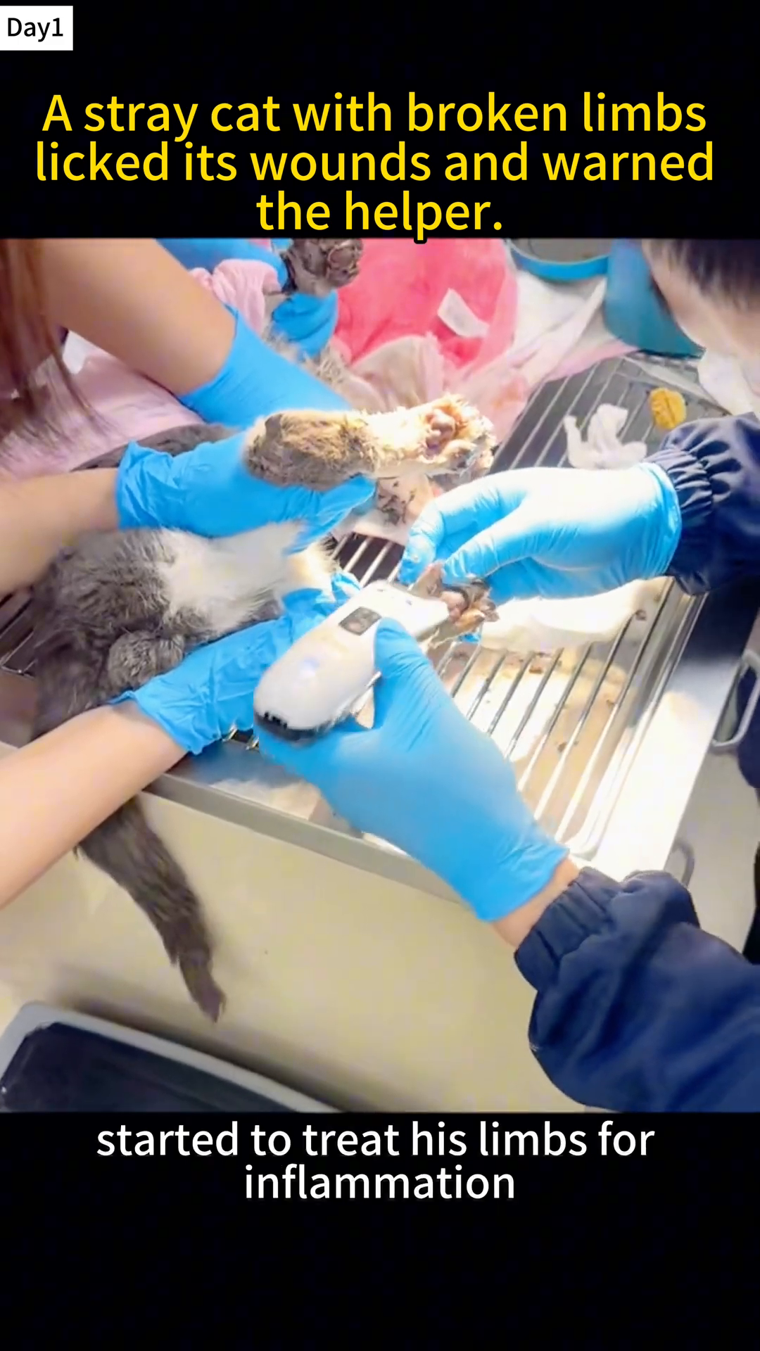 Veterinarians in blue gloves are treating a cat's paw, shaving off fur.
