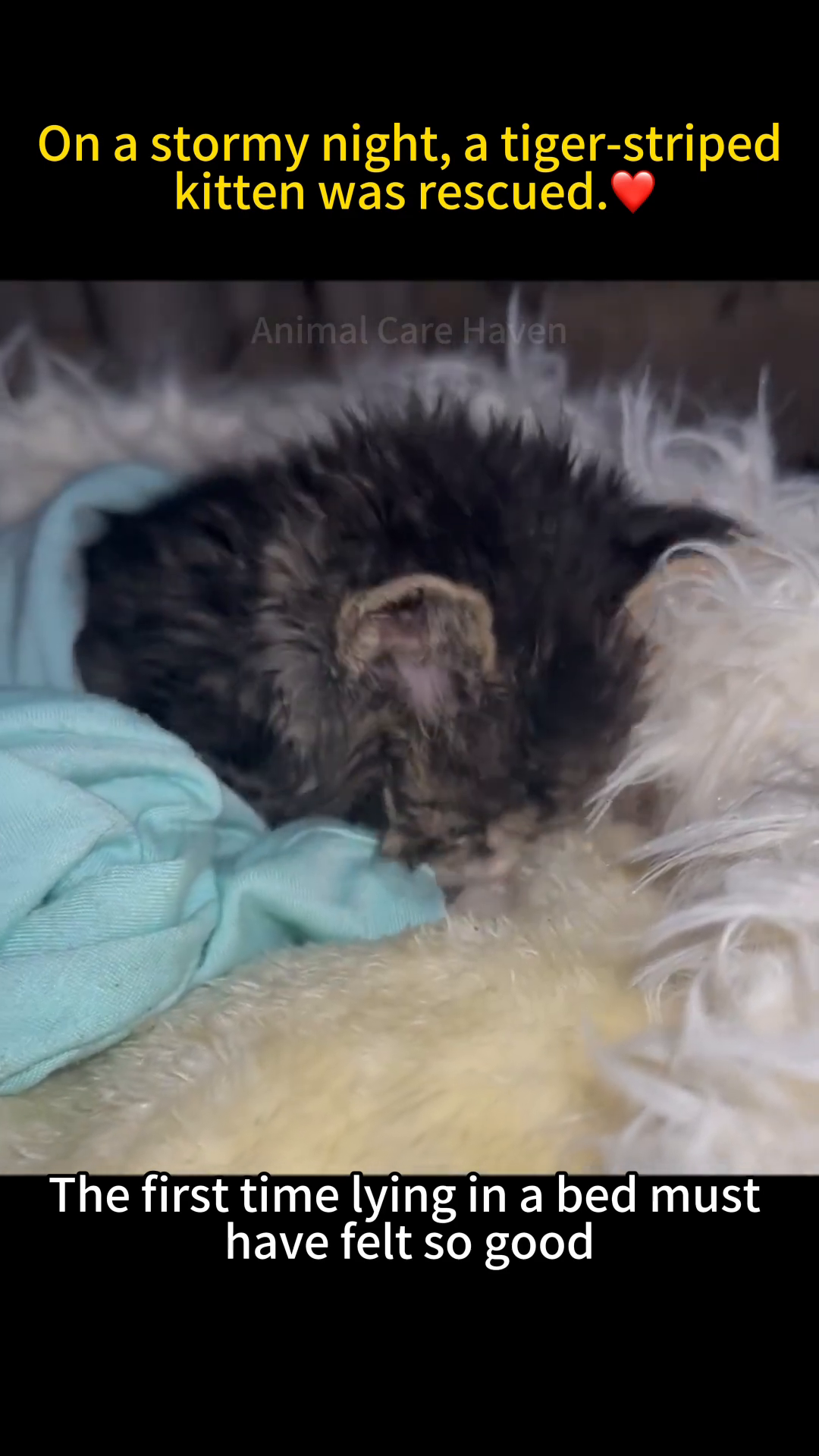 A small kitten nestled in a soft, fluffy bed.