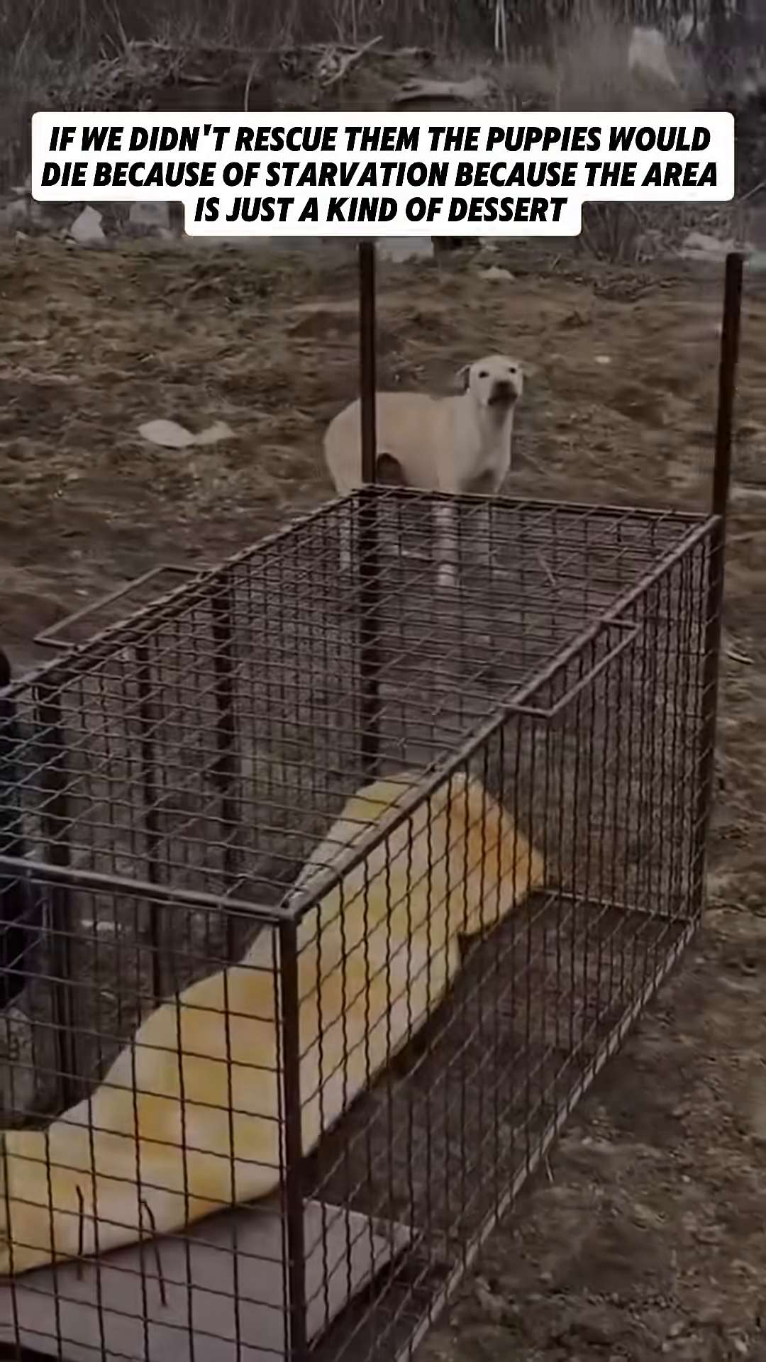 A dog is lured into a cage with food.