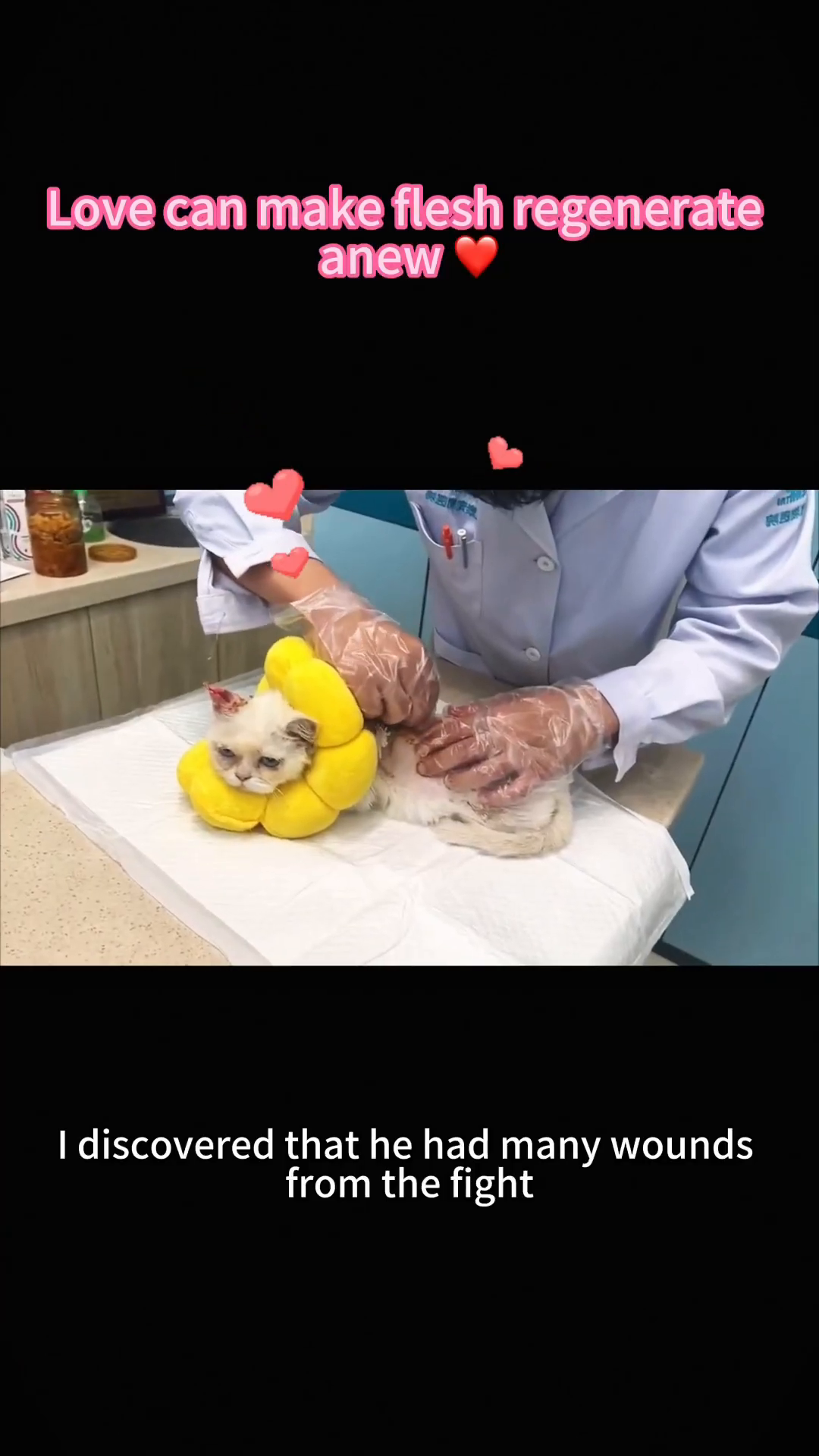 A veterinarian gently examines the cat, revealing extensive wounds on its body.