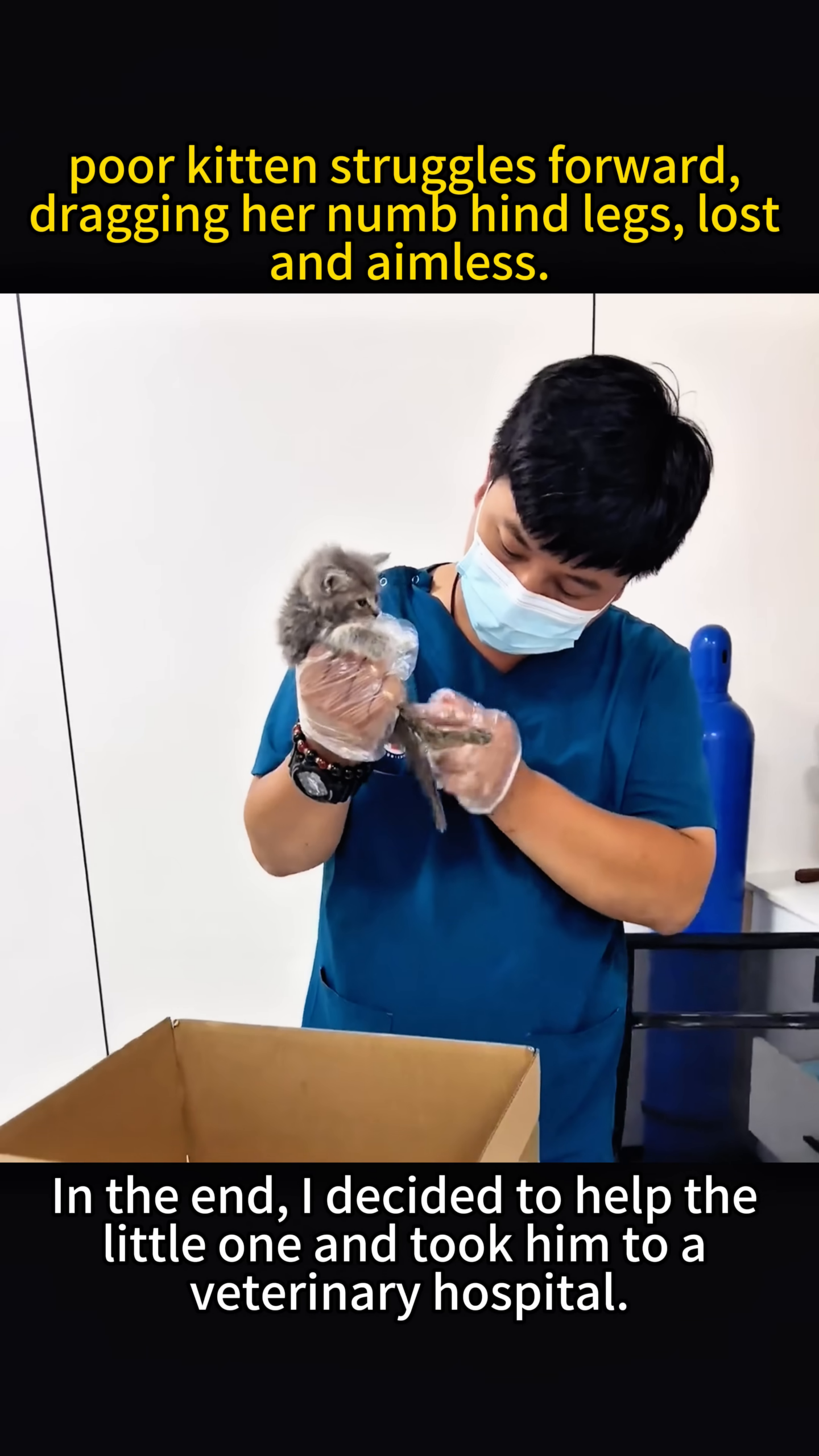 A veterinarian carefully examines the kitten's hind legs, which appear stiff and damaged.