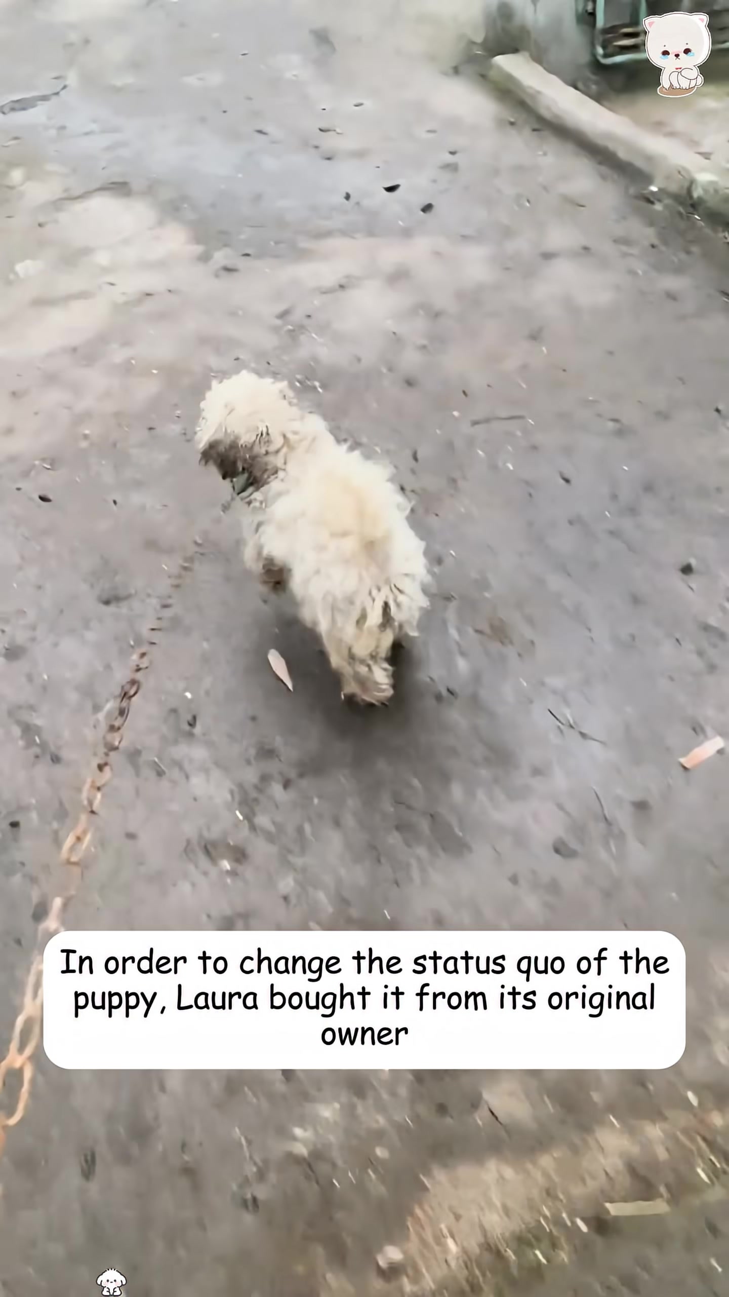A small, dirty white puppy is being led away from its poor environment.