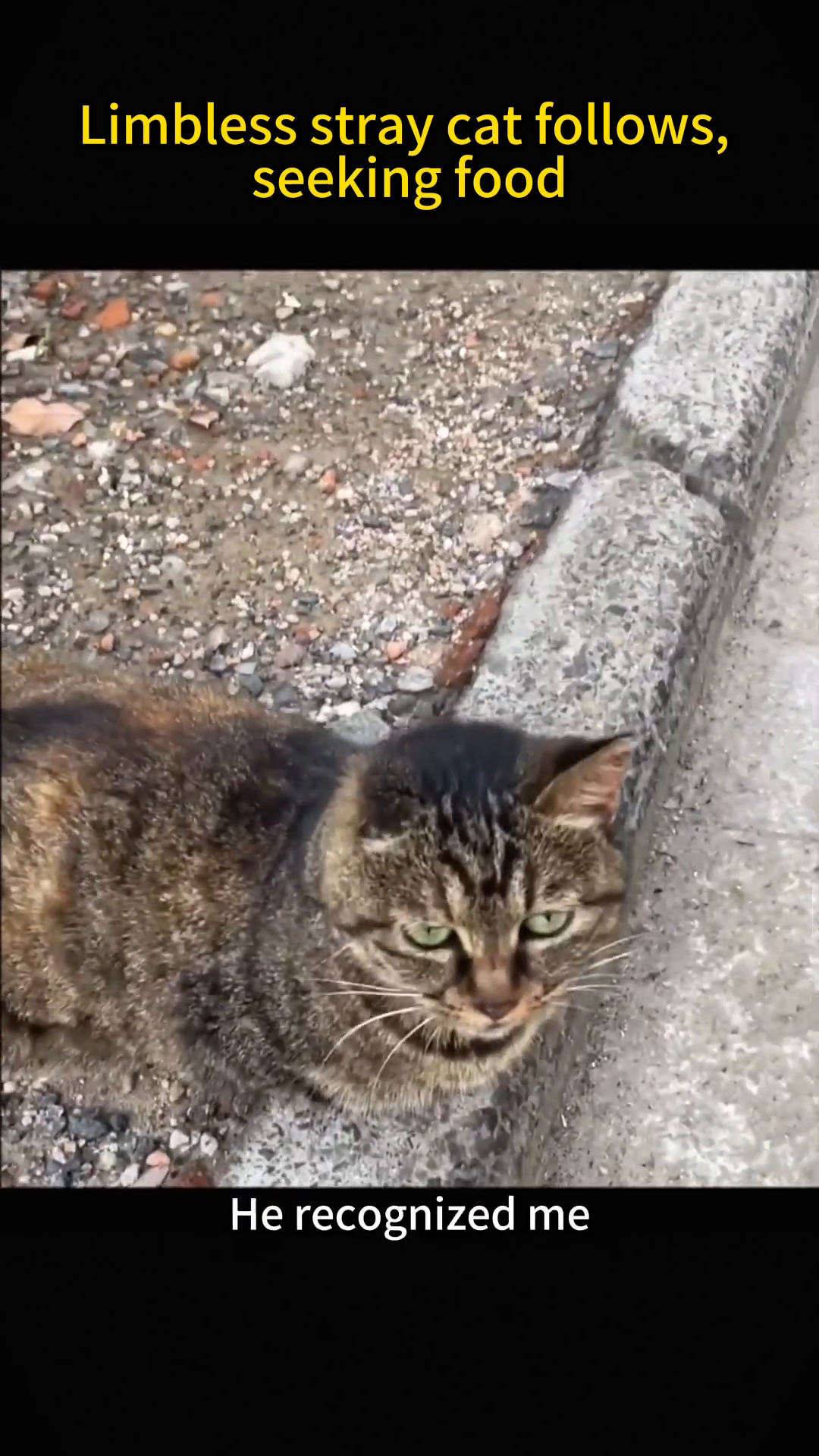 A person's hand is extended towards the cat, which looks up at it.
