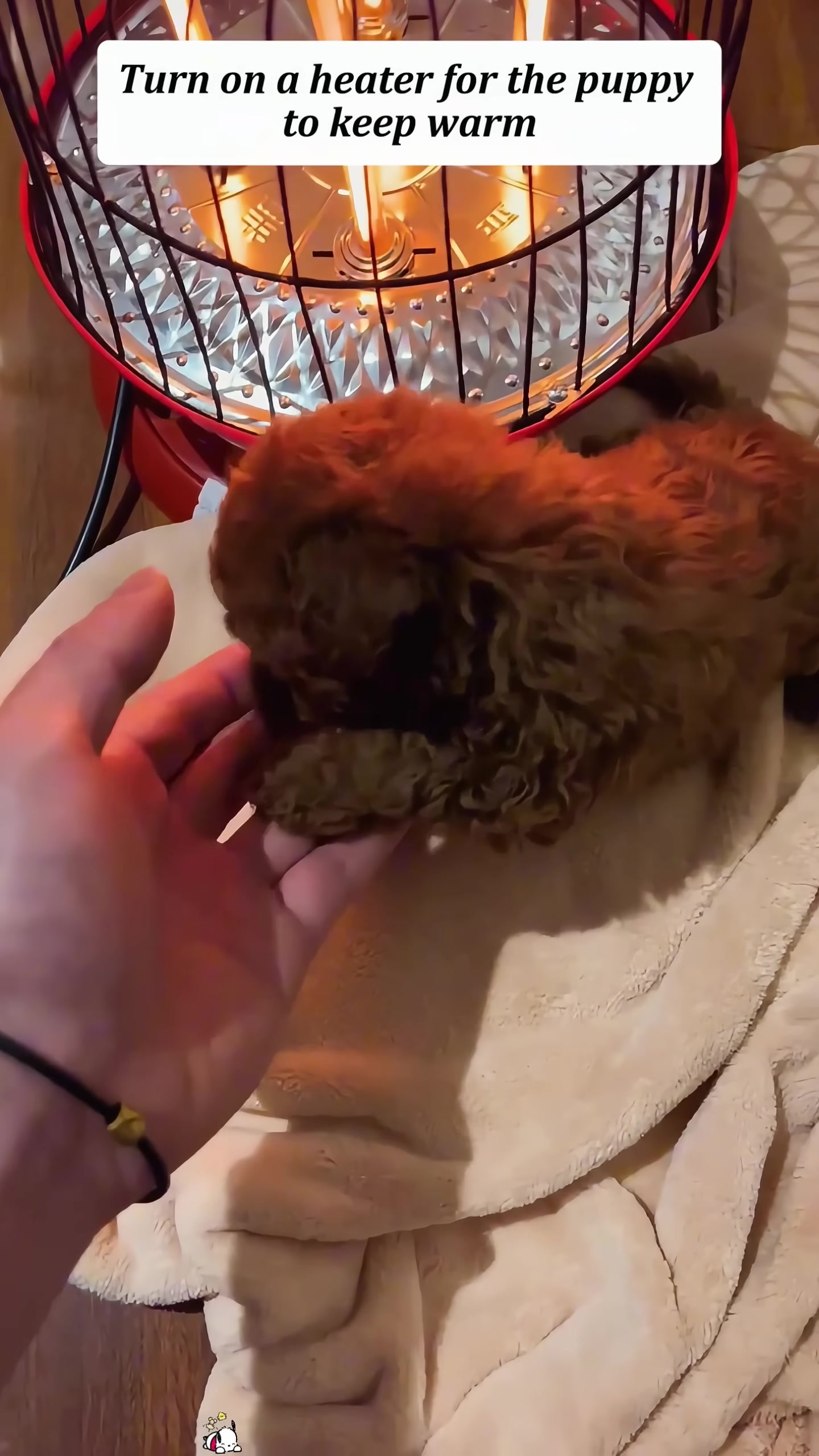 A clean and fluffy puppy is being held by a person.