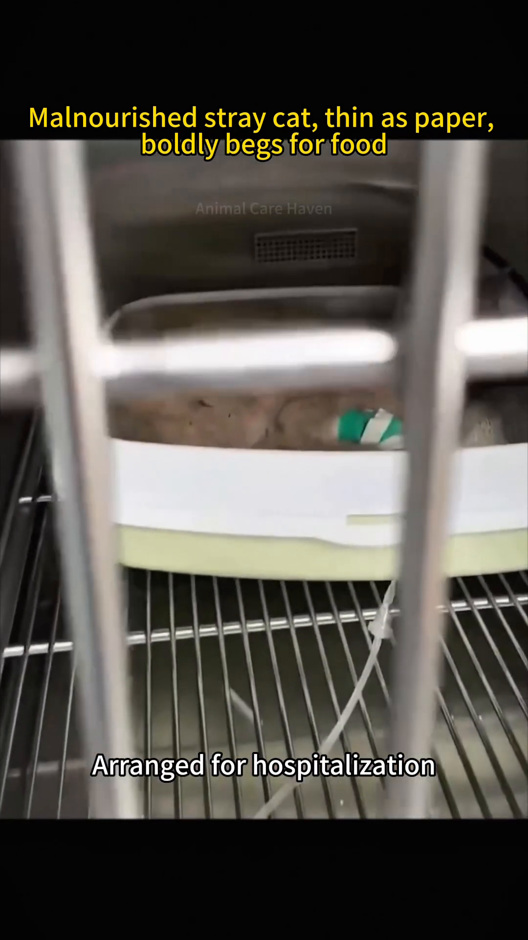 A cat lies in a hospital cage, wearing a cone and with an IV line attached to its leg.