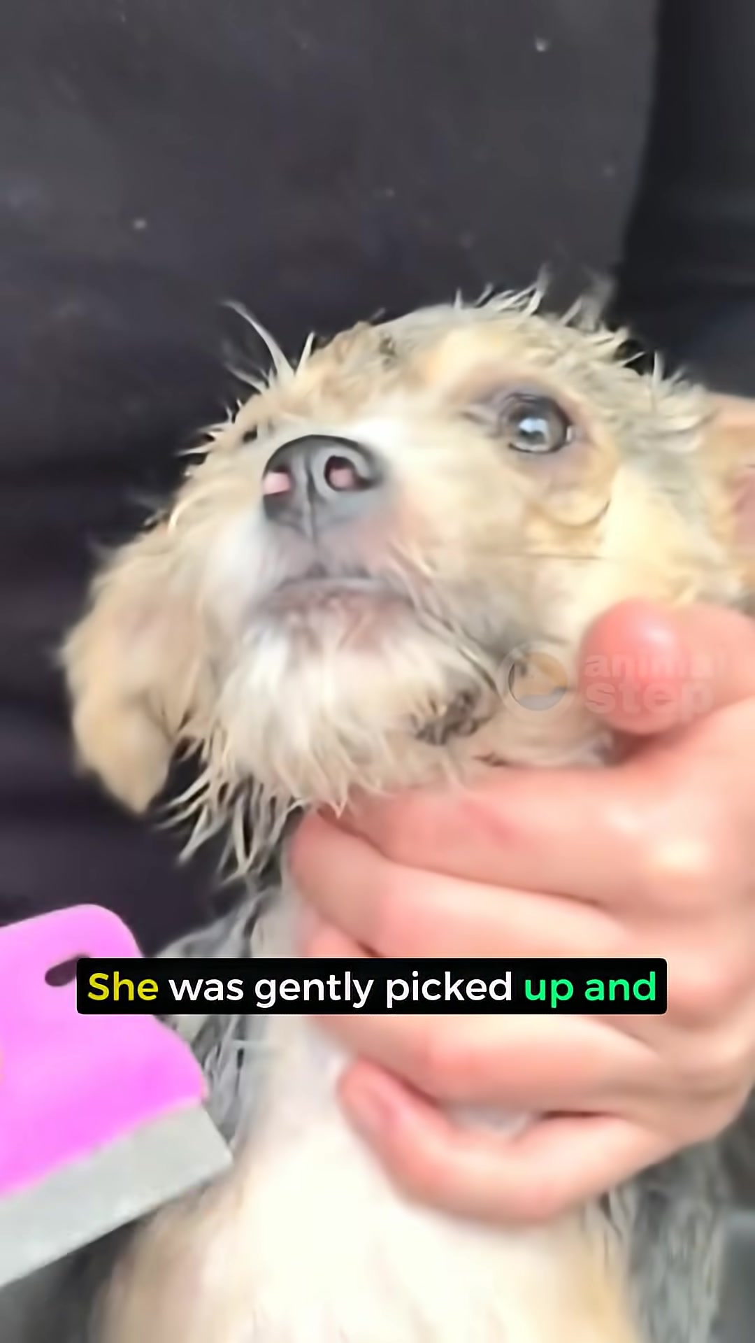 A small, wet puppy sits in a sink, looking vulnerable as she is gently handled.