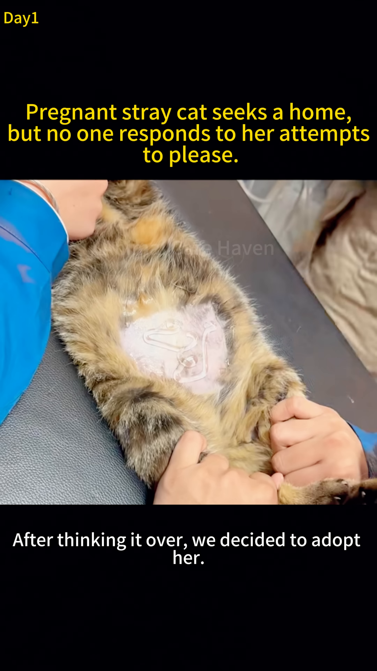 A pregnant cat is gently placed into a carrier after a checkup, ready to go to her new home.