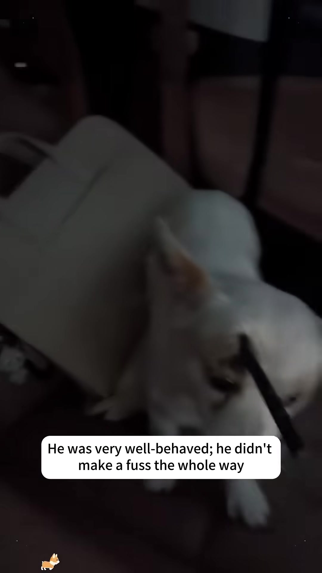 A person's hand gently pets a white puppy with an arrow in its head, sitting in a car.