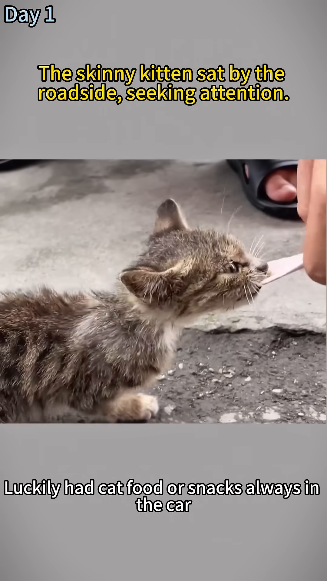 A person's hand offers a piece of food to a kitten, which is eagerly eating it.