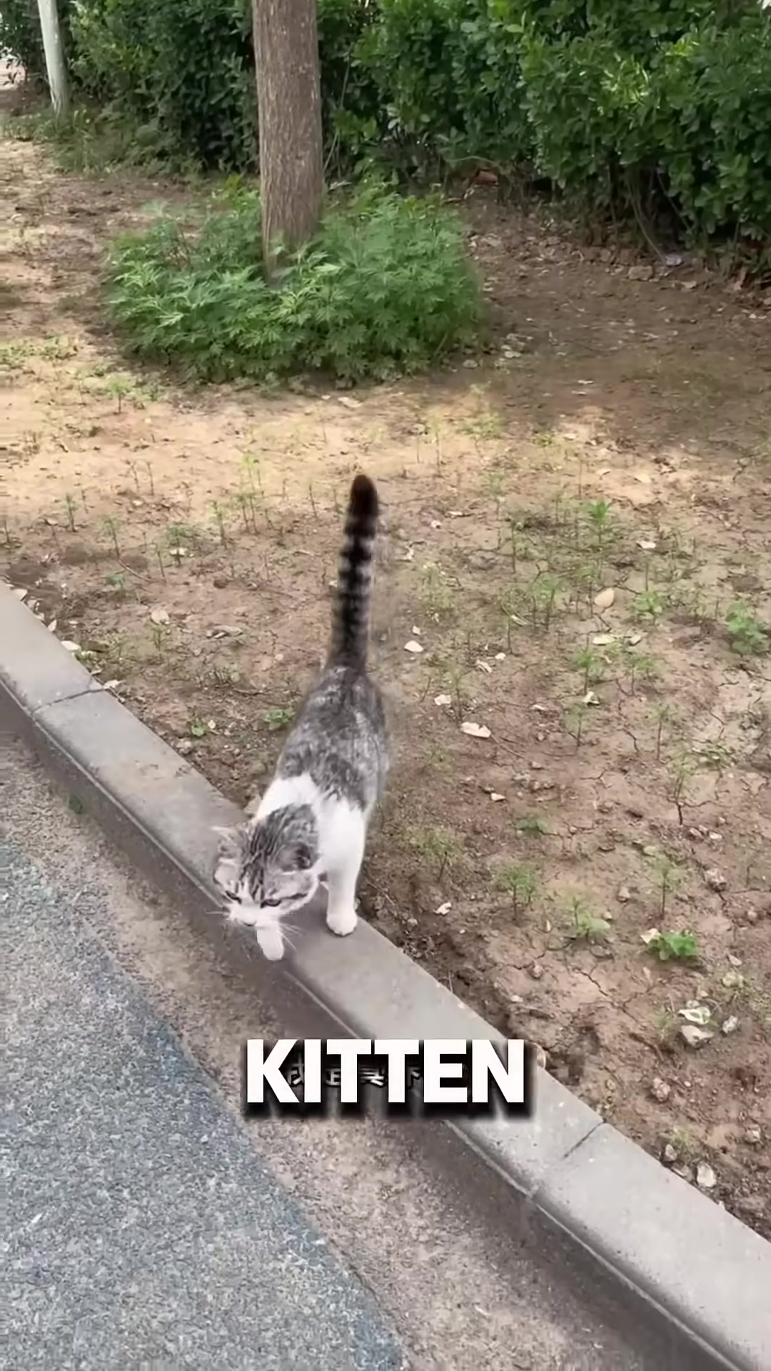 A man placing a small kitten back into a makeshift nest.