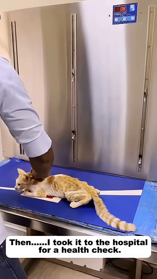 Veterinarians carefully examining a very thin cat lying on a medical table.
