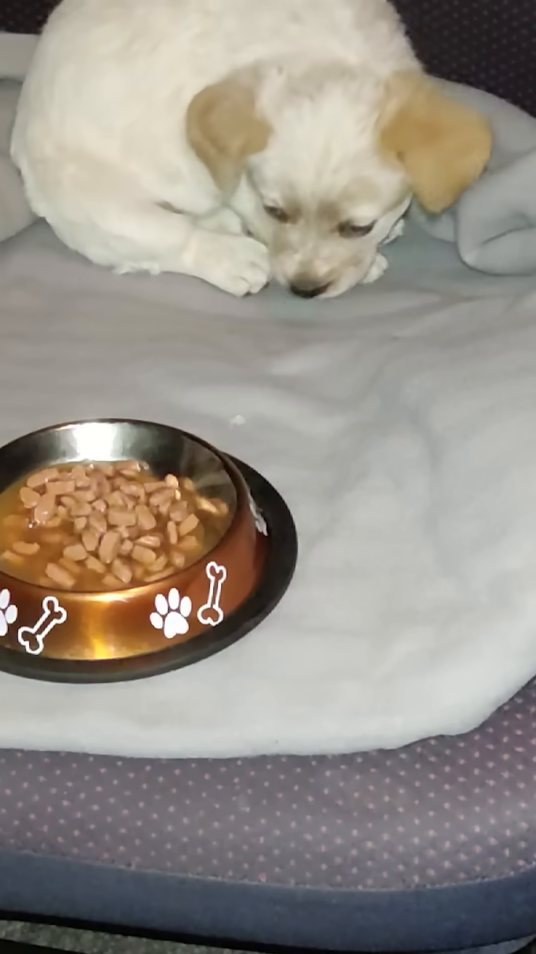 A puppy drinking eagerly from a bowl of water.