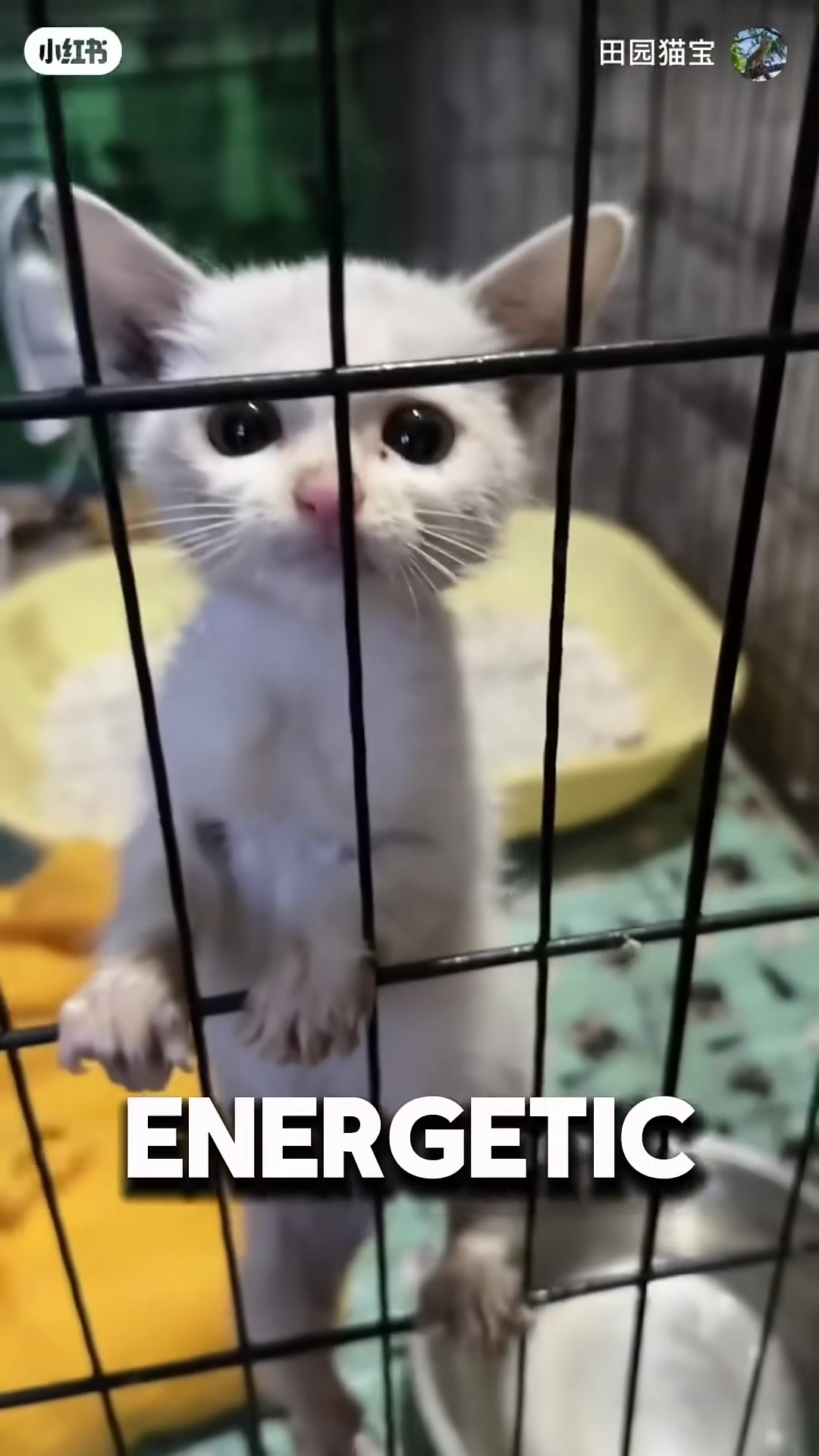 A small kitten being examined by a veterinarian in a bright clinic.