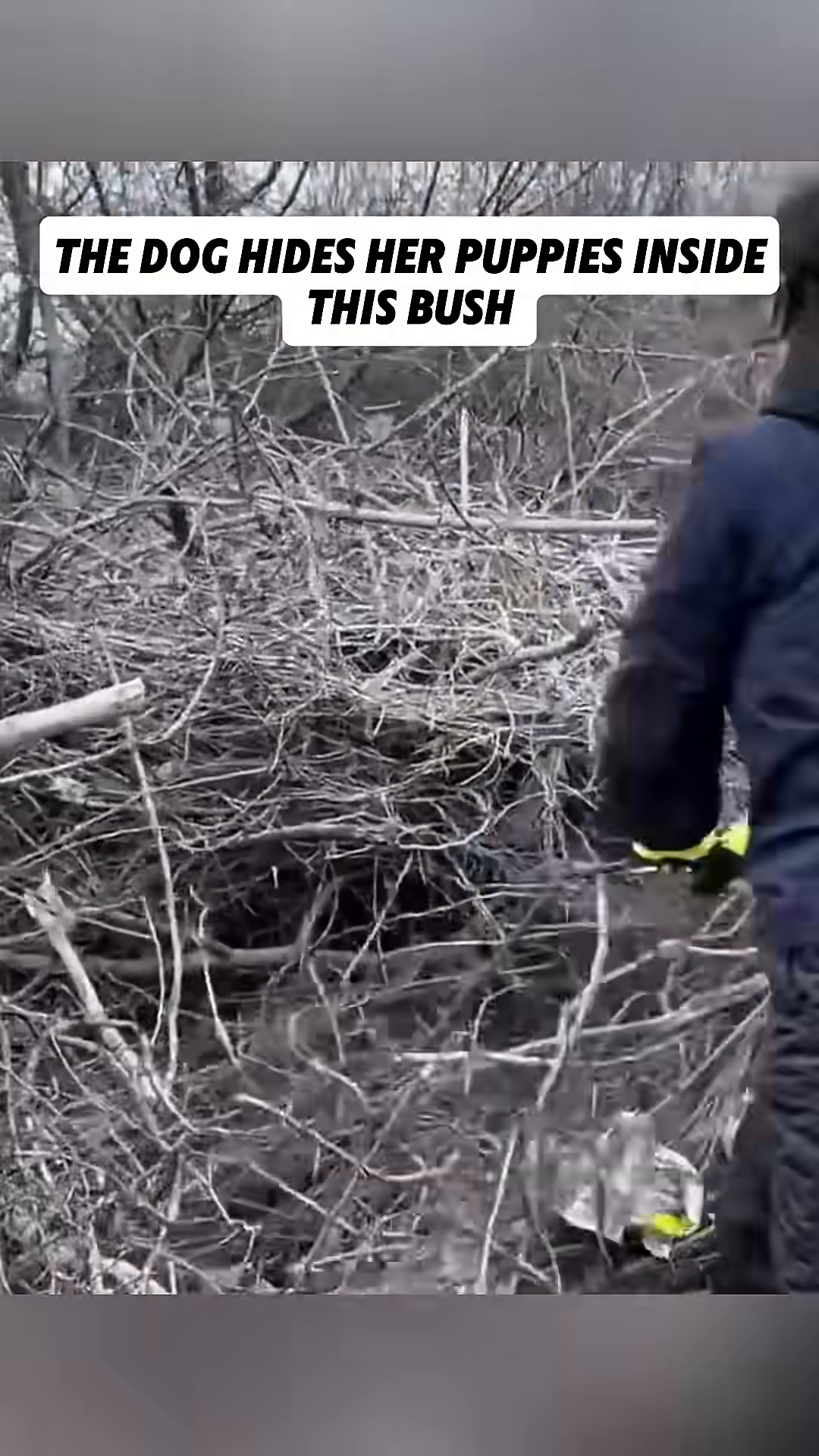 A rescuer peers into a dense bush, searching for the puppies.