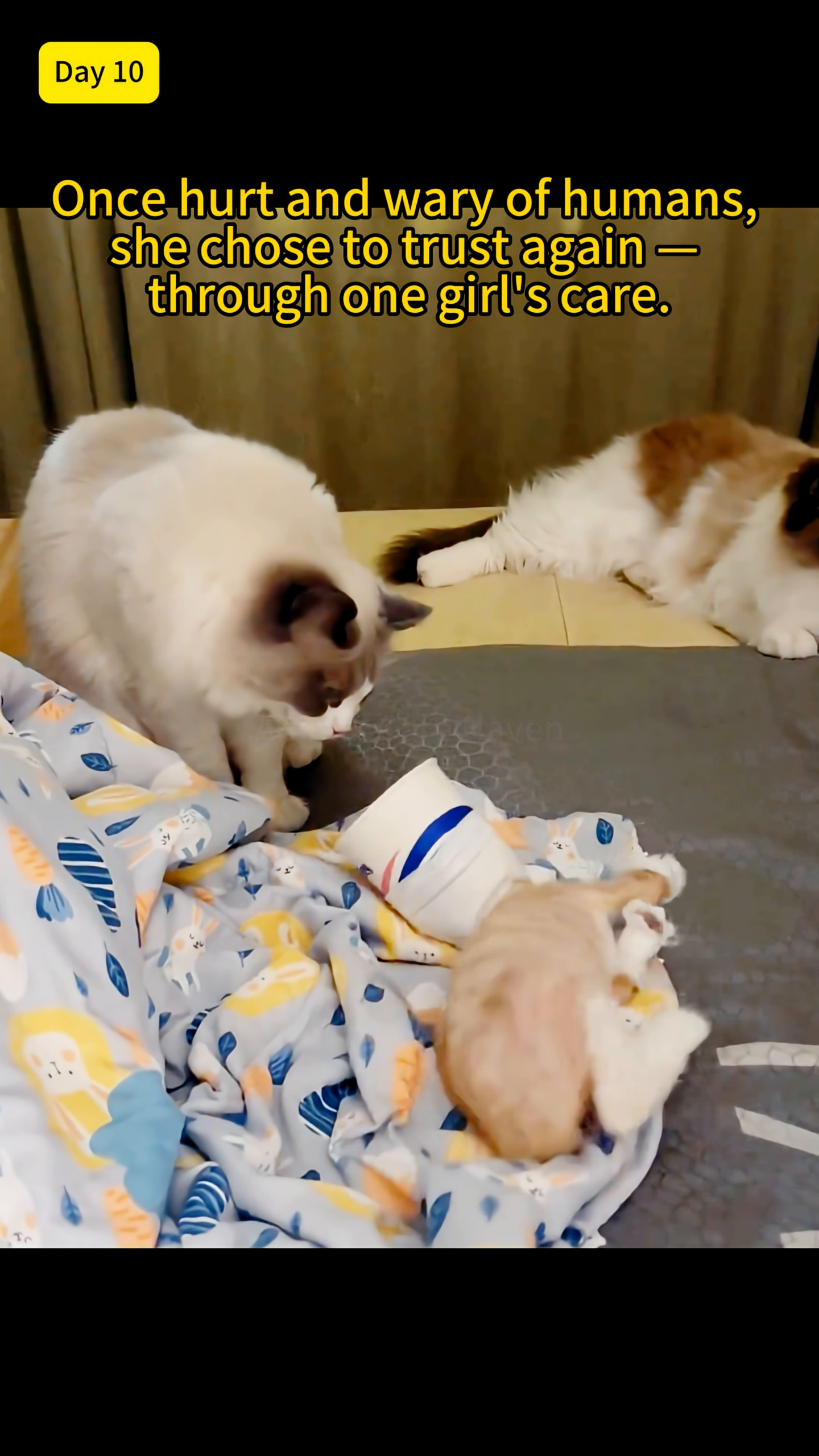 A small orange kitten wearing a cone is playfully interacting with a larger white and brown cat on a blanket.