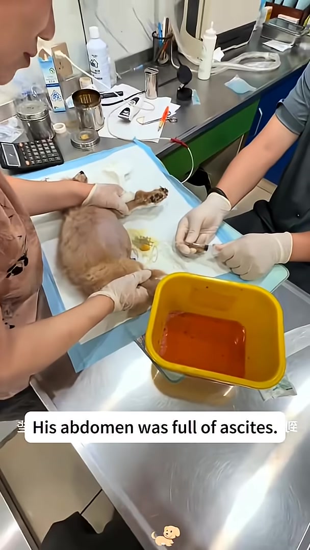 Veterinarians drawing fluid from the dog's swollen abdomen into a syringe.