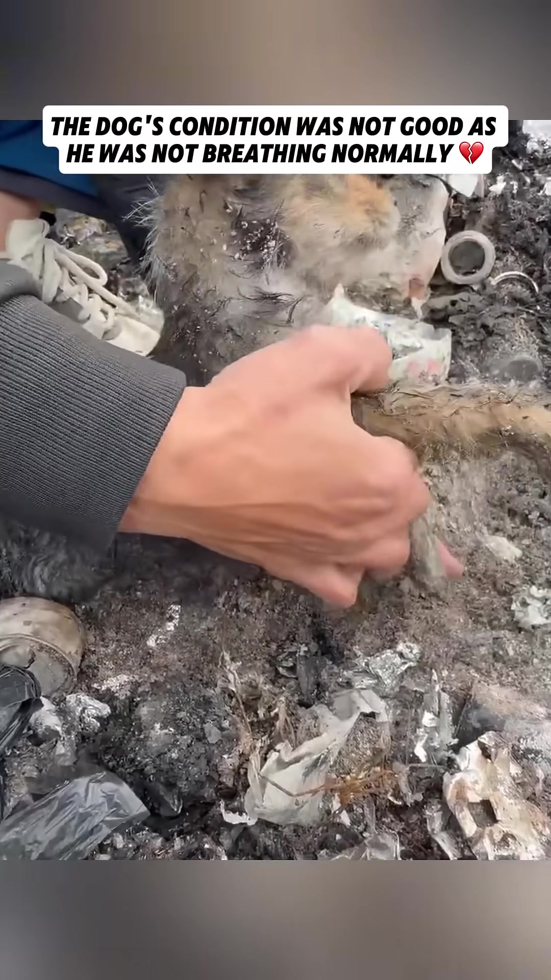 A small puppy, looking weak and distressed, is held by a person.