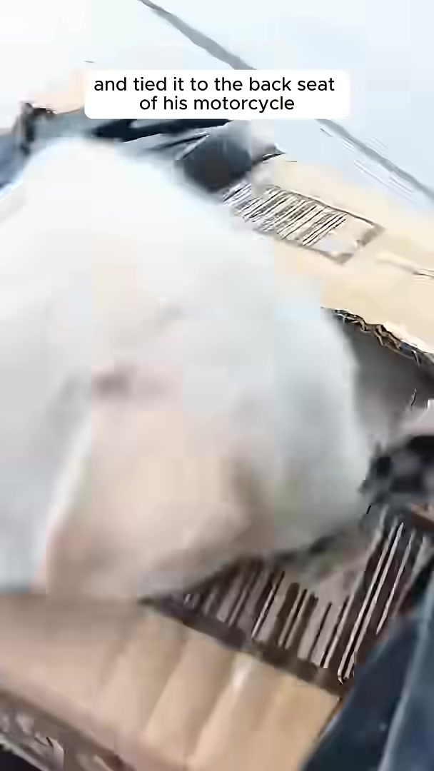 A cardboard box containing a puppy is tied to the back seat of a motorcycle.