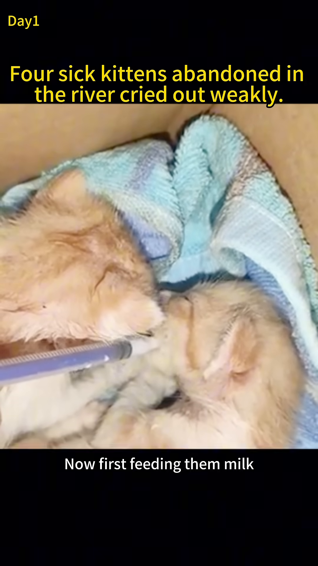 Two small kittens are being fed milk from a syringe in a box lined with blankets.