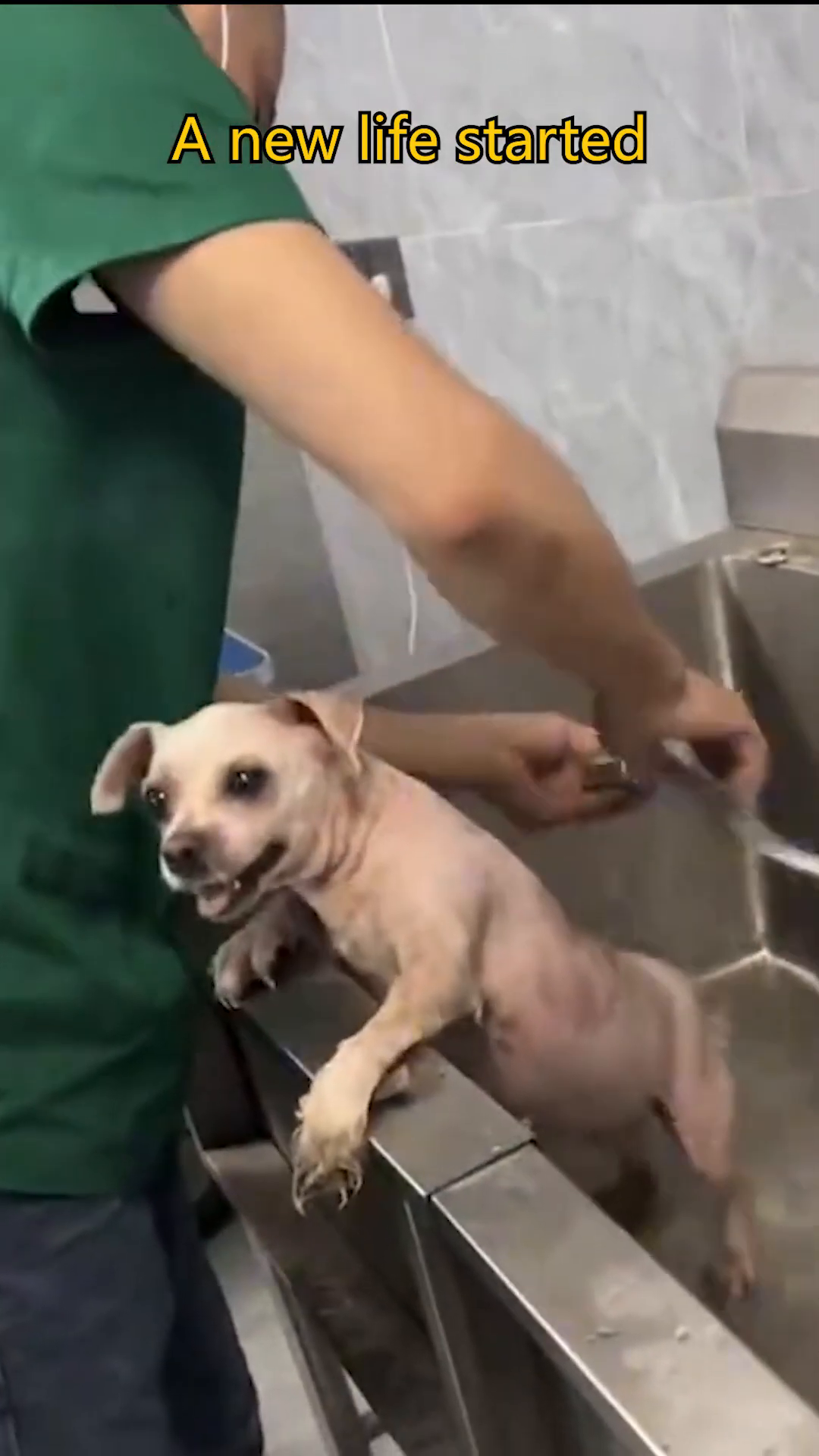 A small, clean dog with short fur is being bathed in a sink.