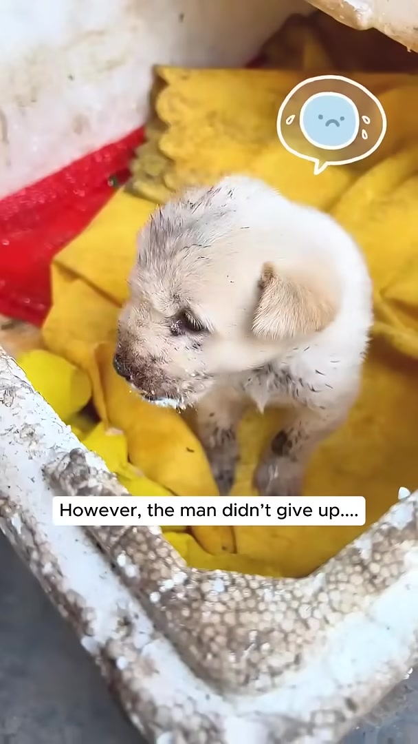 A man gently petting a puppy that is sitting in a box.