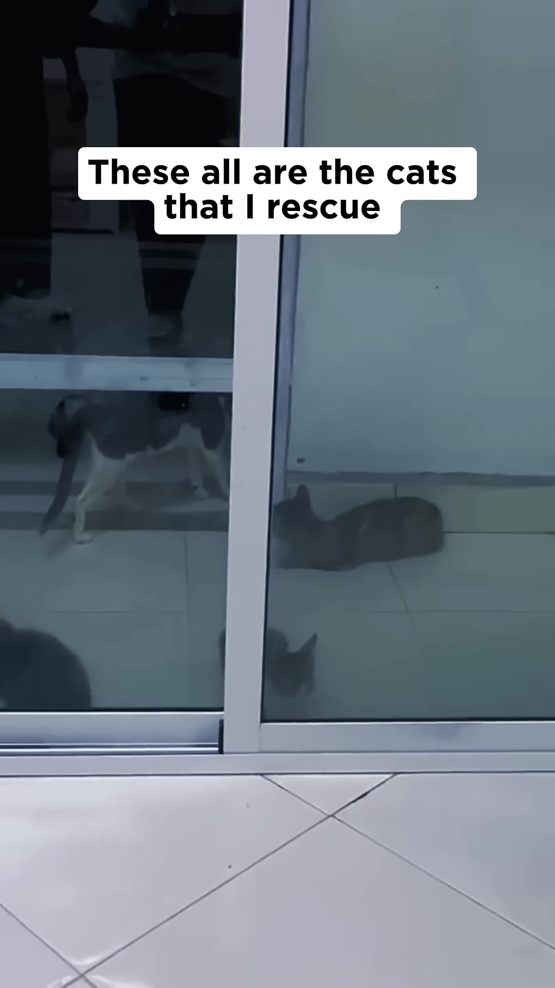 Several cats are seen through a glass door, some resting, others walking.